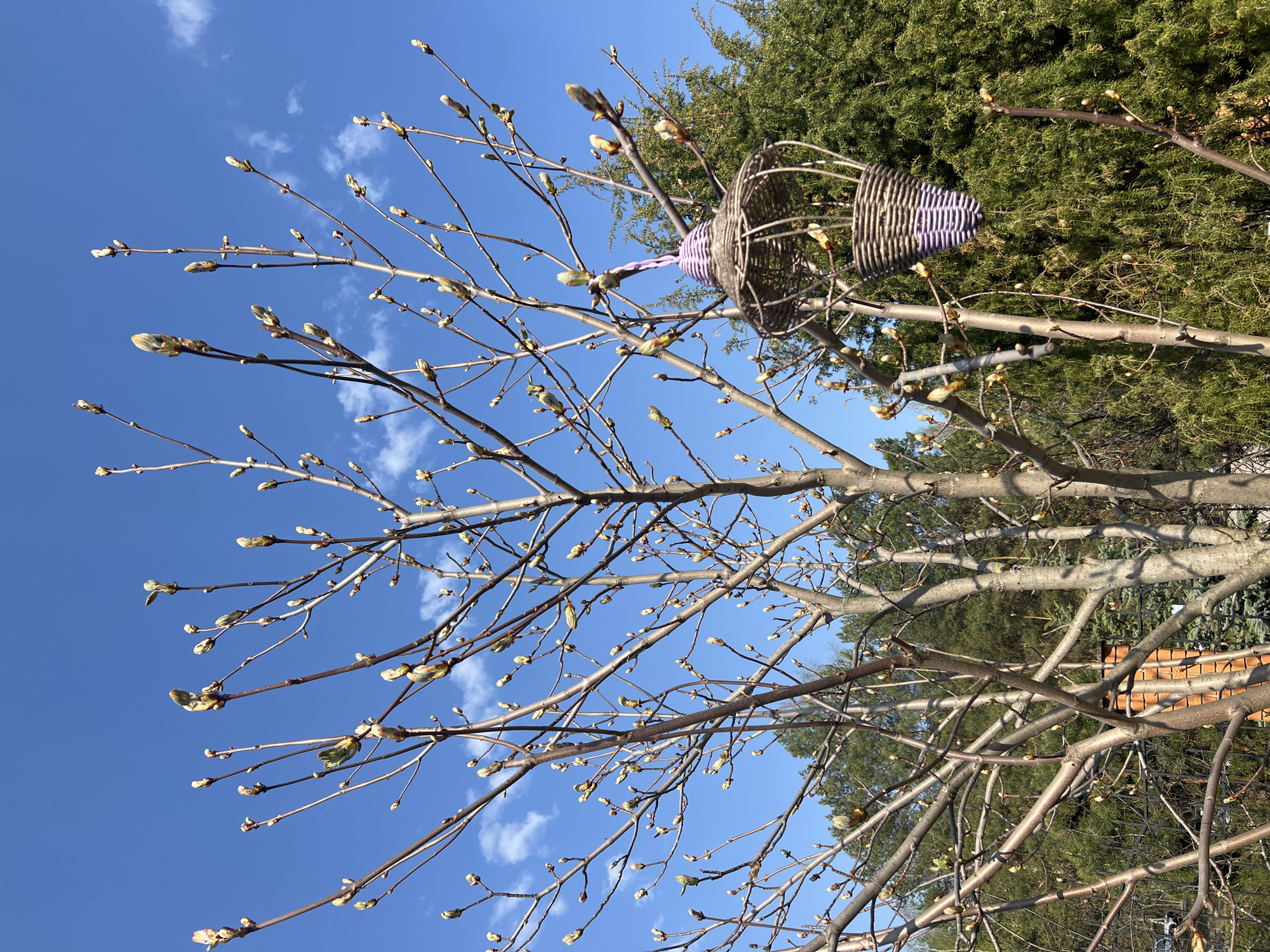 A low-angle, full outdoor shot displays a deciduous tree against a blue sky with wispy clouds. The tree's branches are mostly bare, save for numerous buds beginning to sprout small, light-green leaves. Near the center of the frame, suspended amongst the branches, is a woven basket with a lavender handle. Evergreen trees form a backdrop behind the bare branches, and a brick structure is partially visible near the lower-right corner. The location is likely the city of Chaikovsky, Russia.
