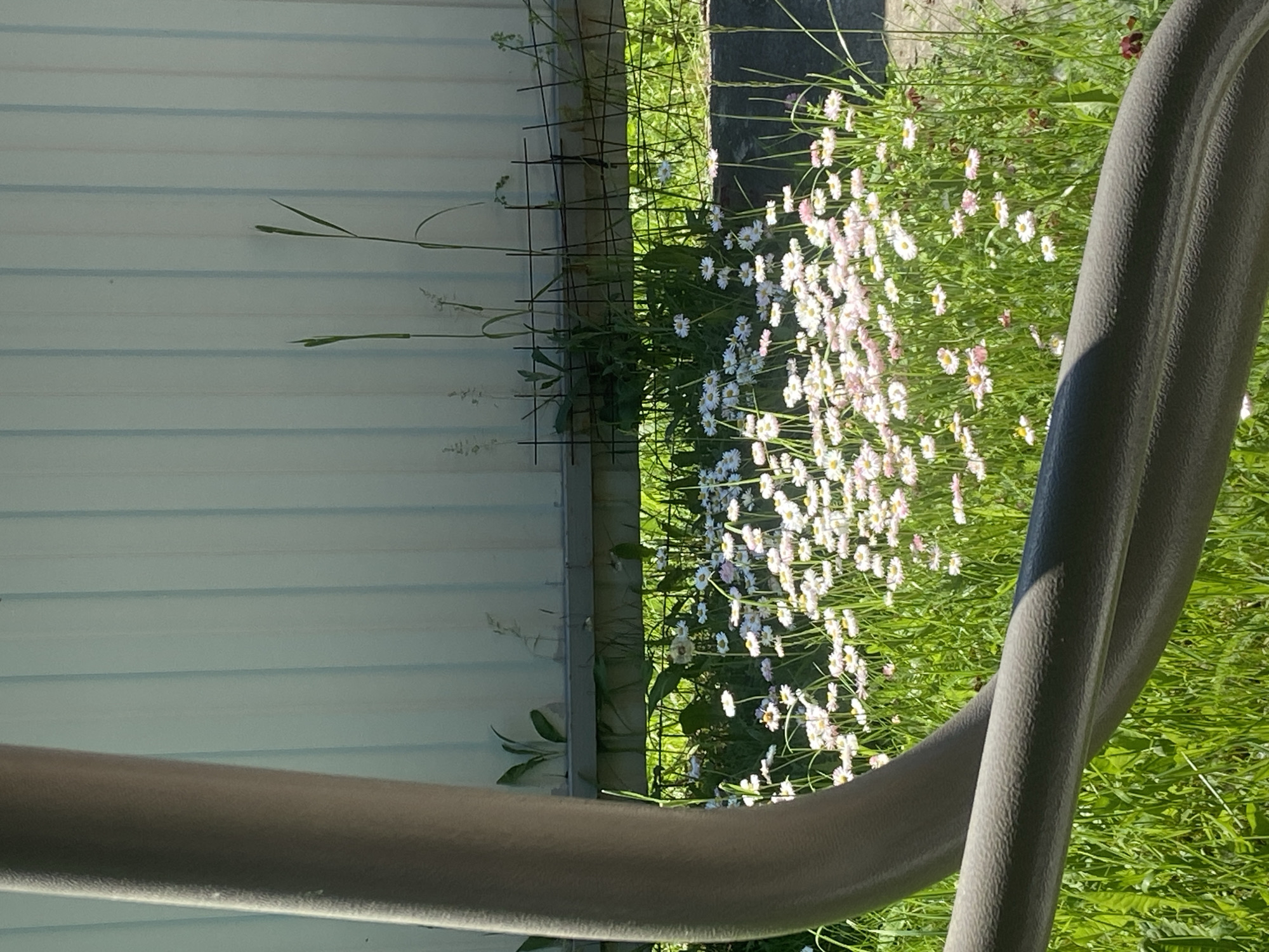 The image depicts a patch of white and pink daisies growing in lush green grass. The flowers are densely clustered, suggesting a sunny day. In the foreground, a curved, textured, gray tube-like object is visible, partially obscuring the view of the flowers. Behind the flowers, a pale blue, vertically ribbed fence is present. Some thin, dark wires form a partial barrier in front of the fence. The scene appears to be outdoors, possibly in a garden or park. There are no people visible in the image.