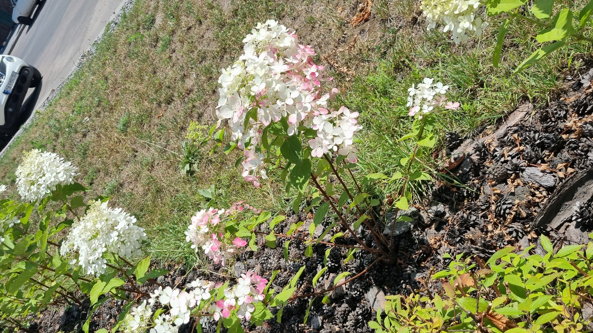 A medium shot captures a patch of blooming hydrangeas with white and pink flowers. The flowers are clustered on thin, branching stems, surrounded by green leaves. The hydrangeas are planted in dark mulch, interspersed with dry pinecones and bark. The background consists of dry, patchy grass and a paved area with a white vehicle, suggesting an urban setting in Smila, Ukraine. The scene is illuminated by bright daylight, casting subtle shadows. No people are visible in the frame.