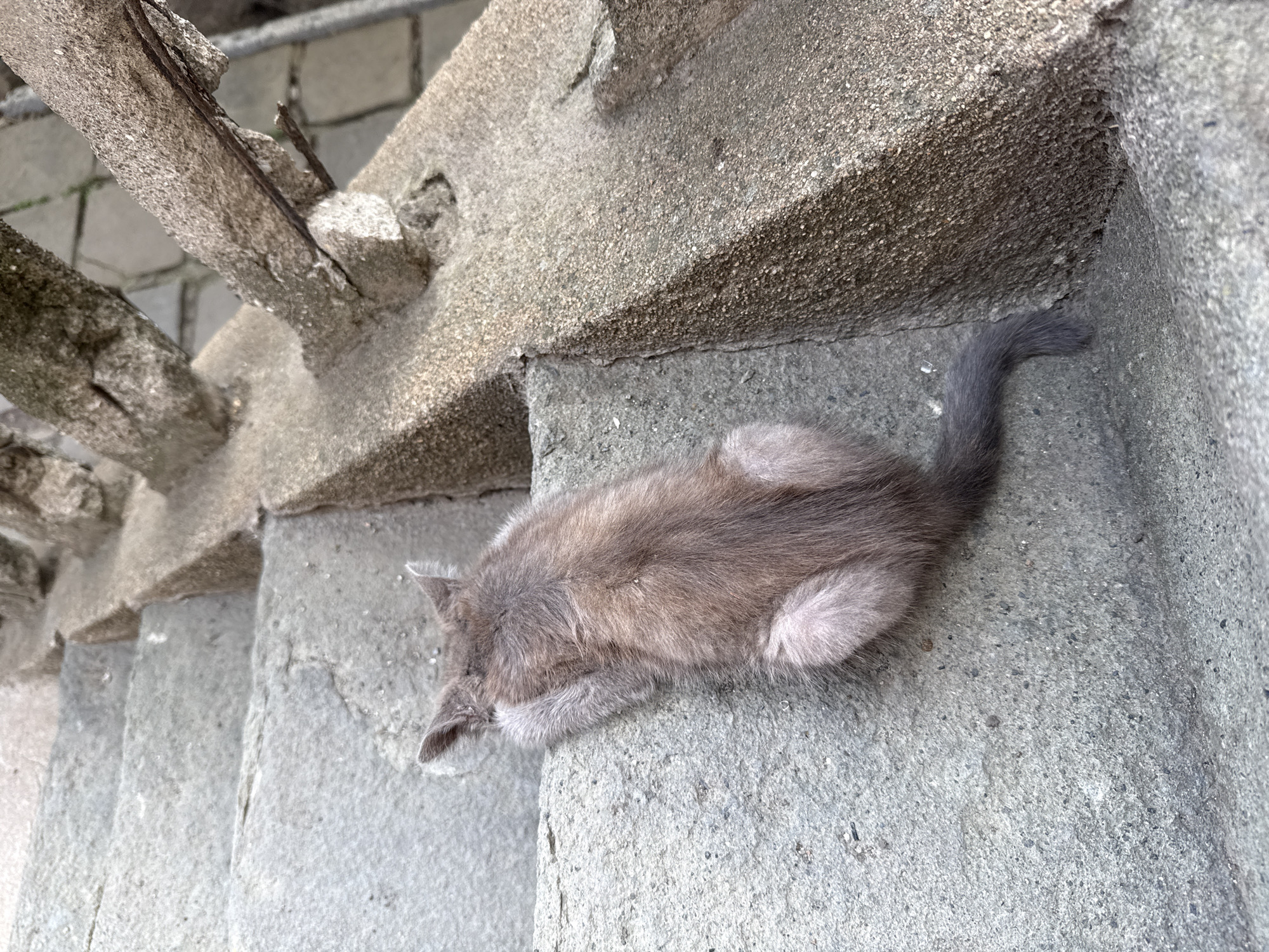A young, grey feline is positioned on a concrete staircase, its body angled downwards. The cat's head is turned away from the viewer, partially obscured by its forelegs, which are extended along the edge of a step. Its hindquarters and tail are visible, with the tail curving to the right. The staircase is constructed from rough-textured concrete and appears weathered. A railing, also made of concrete with visible metal reinforcement, runs along the right side of the stairs. The environment suggests an outdoor urban setting.