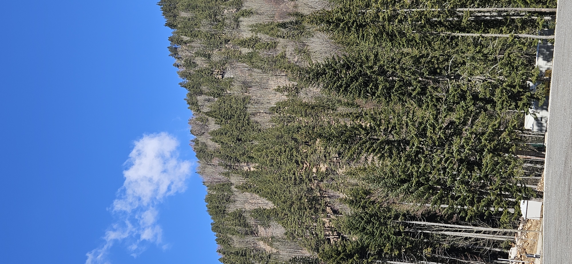 The image shows a forested hillside, likely in the city of Blagoevgrad, Bulgaria. Evergreen trees dominate the foreground and blend into deciduous trees farther up the slope. The sky is bright blue, with a single white cloud. A road runs along the right edge of the image. A small building is visible behind the trees. The image appears to be taken during the day with good lighting.