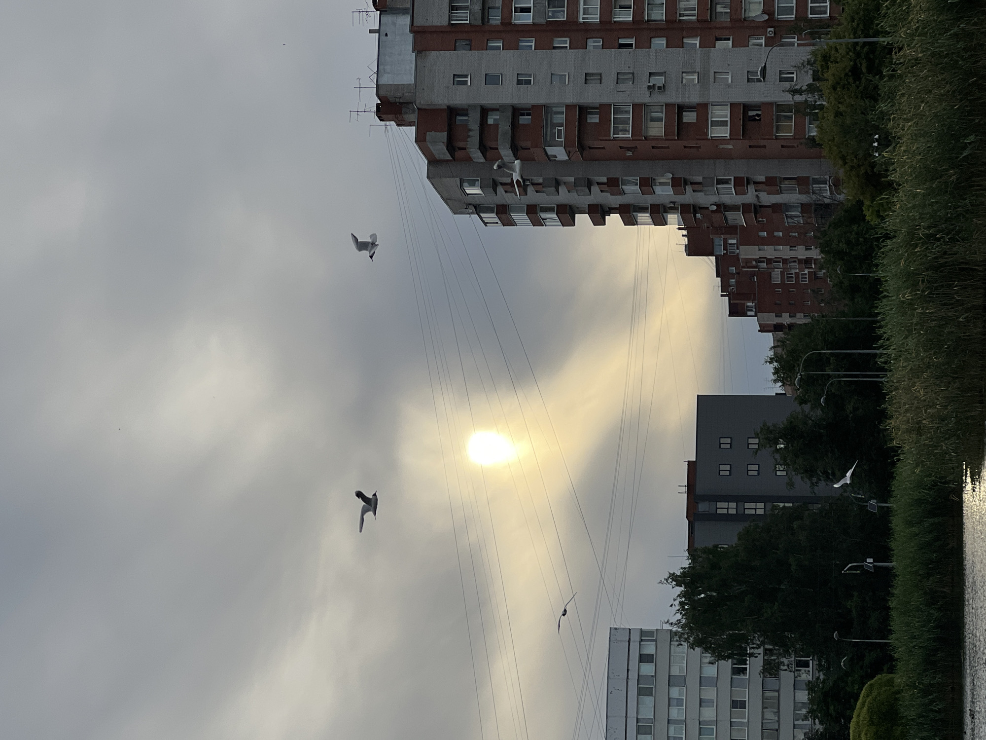 In the city of Sinyavino, Russia, a cloudy sky looms over a waterfront area. The sun, partially obscured by clouds, casts a bright, diffused light and creates visible rays. Three seagulls are in flight; one is high in the sky to the left of the sun, another is to the right of the sun, and the third is lower in the sky to the right.
Dominating the right side of the frame is a tall, multi-story apartment building with a brick and concrete facade. It features numerous windows, balconies, and external conduits. To the left, a lighter-colored, rectangular apartment building is partially visible, also with many windows. In the middle ground, a dense cluster of dark green trees stands between the buildings and the waterfront.
The foreground consists of a body of water, reflecting the sky and the sunlight. Along the edge of the water, tall, green reeds or grasses grow, partially obscuring the lower portions of the trees and buildings. Power lines are strung across the sky, crossing in front of the buildings and the sun. Streetlights are also visible along the edge of the waterfront. The overall scene depicts an urban residential area adjacent to a natural water body under an overcast sky.