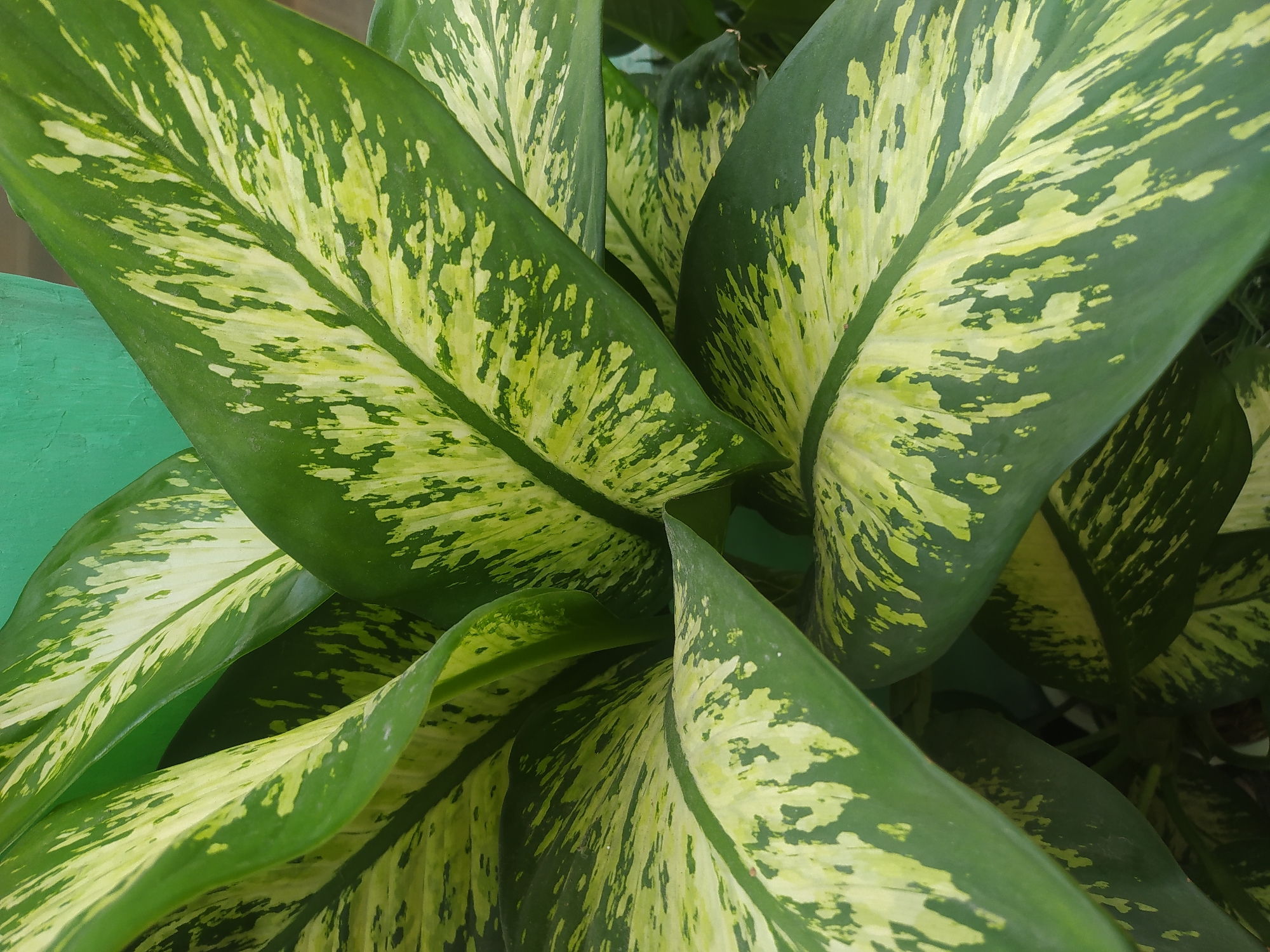 A close-up, eye-level shot focuses on the variegated leaves of a Dieffenbachia plant. The leaves are a lush green with irregular splotches of pale yellow and lime green. The plant is positioned against a textured, teal-colored background, likely a wall or planter, suggesting it is an outdoor or semi-outdoor ornamental plant. The lighting is natural, highlighting the glossy texture of the leaves and the intricate patterns of the variegation. There are no people or animals visible in the frame. The scene appears to be a still, natural environment.