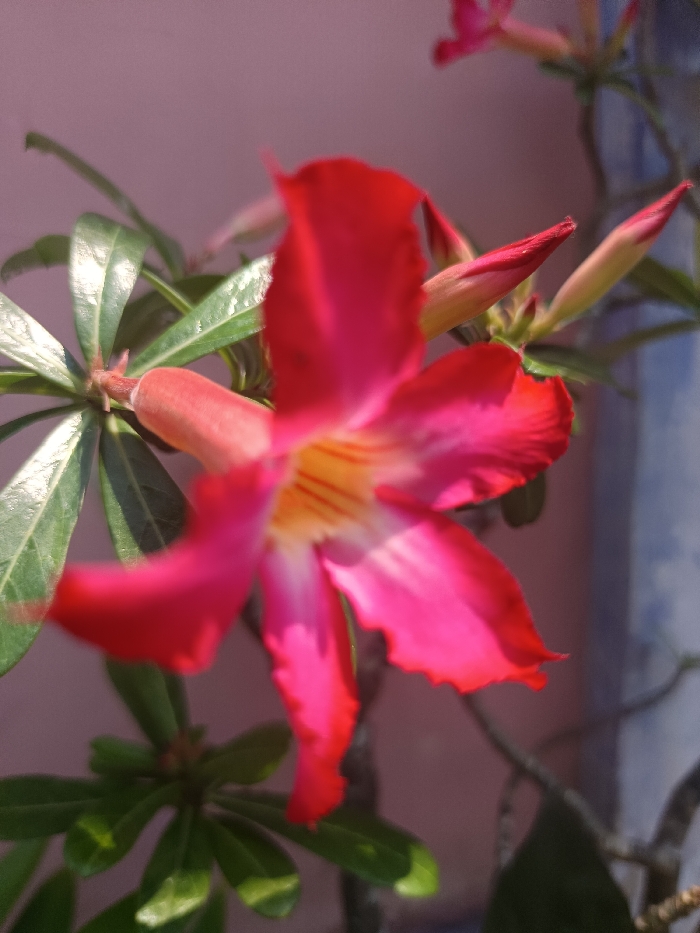A close-up photograph displays a vibrant pink and red five-petaled flower, likely an Adenium or Desert Rose, in soft focus at the center. The petals are a rich fuchsia-red on their outer edges, transitioning to lighter pink and exhibiting prominent yellow-orange streaks in the central throat. Several reddish-pink, elongated flower buds are visible to the right and above the main bloom. Dark green, glossy, ovate leaves are arranged in clusters on visible stems, primarily in the mid-left and lower-left sections of the frame. The background is heavily blurred, featuring a desaturated pink-lavender surface on the left and center, and an indistinct, darker blue-grey vertical element on the far right. Bright, directional light illuminates the plant, creating highlights on the foliage and petals. No people, specific actions, or interactions are depicted. The immediate environment suggests the plant is positioned near an exterior or interior structural surface.