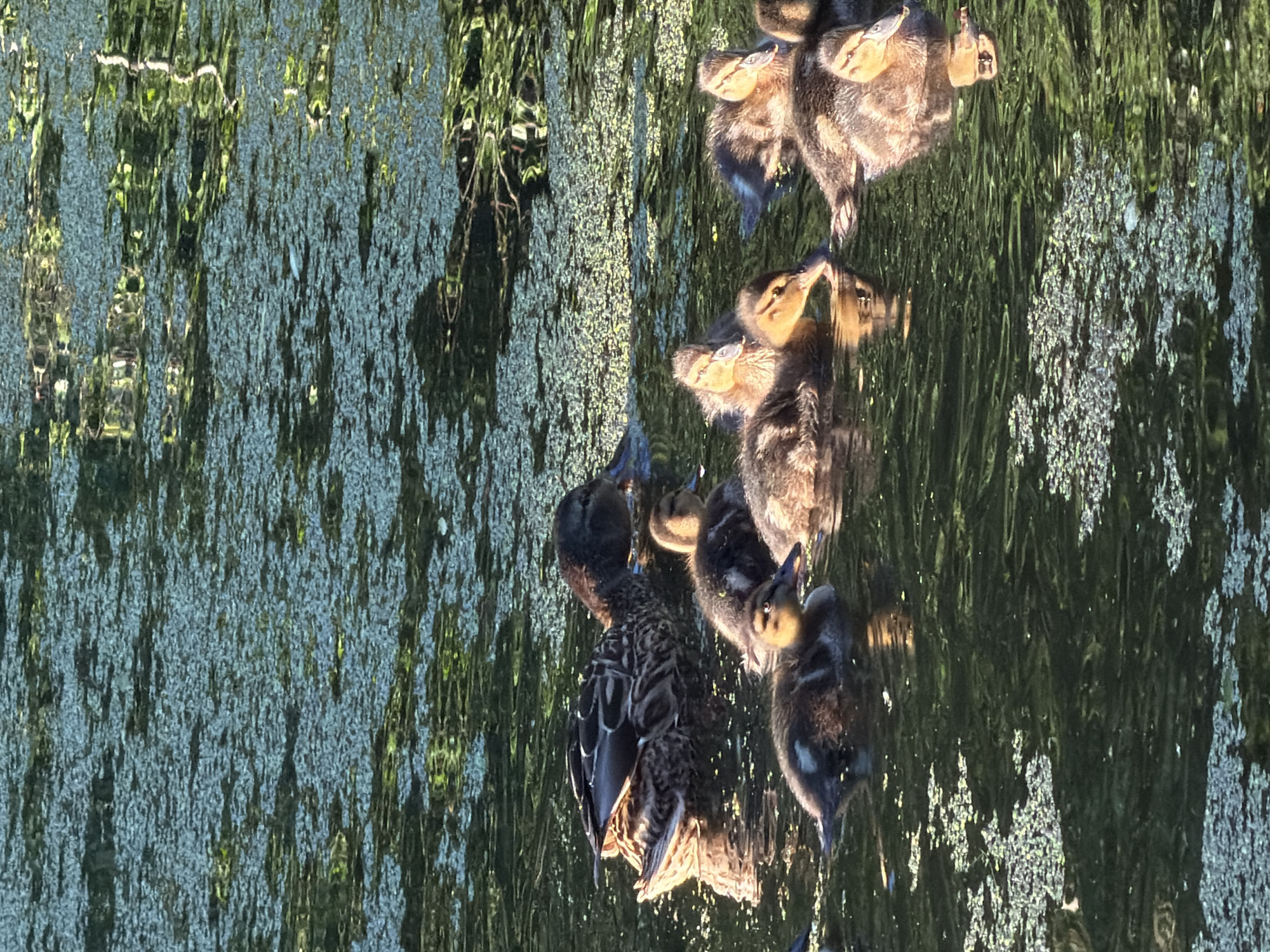 In the city of Kurilovo, SNT, Russia, a mother duck and her seven ducklings swim in a body of water covered with green algae. The mother duck is in the upper left of the frame, facing right. The ducklings are in the foreground, clustered around their mother, with their bodies partially submerged in the water. The water reflects the surrounding greenery and sky, creating a dappled effect. The scene captures a moment of nature's serenity in a suburban environment.