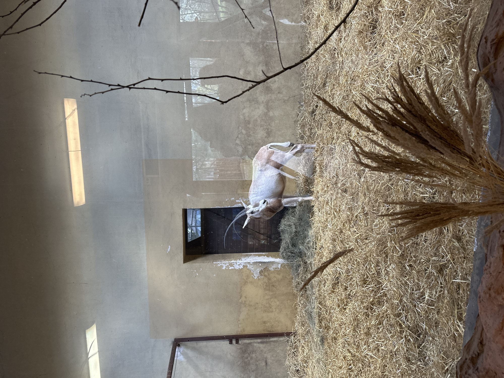 A vertical, indoor, medium shot depicts an Arabian oryx in a zoo enclosure. The oryx stands facing slightly to the right of the frame, with its two long, straight horns clearly visible. The animal has a white coat with brown markings. The enclosure contains straw bedding on the floor. Behind the oryx is a dark wooden door or gate, with a small window visible above it. The background consists of a plain, light-colored wall, likely concrete or plaster. In the upper left of the frame, there are branches or twigs, suggesting the enclosure is designed to mimic a natural habitat. Additionally, there is a strip of bright reflection on the top left and a bundle of dry grass in the lower right. This is likely at the Wrocław Zoo in Wrocław, Poland, given the animals found there.