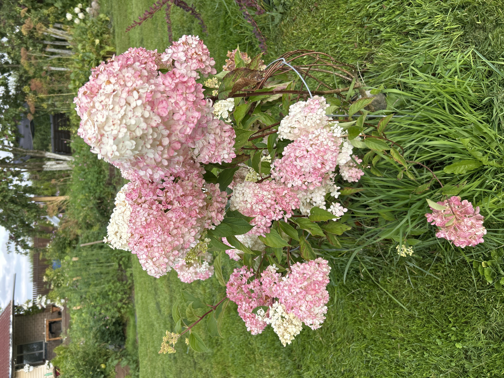 In Verkhnii Prikhon, Russia, a close-up shot captures a vibrant flowering bush with large, cone-shaped clusters of pink and white hydrangeas. The blossoms transition from a creamy white at the tips to a soft pink towards the center, with some individual florets showing deeper pink speckles. The bush is situated in a well-maintained garden, with lush green grass covering the ground. In the background, a brick house with a red roof is partially visible, along with a wooden fence and other garden foliage, suggesting a residential setting. The lighting indicates it is daytime, possibly late afternoon given the soft light.