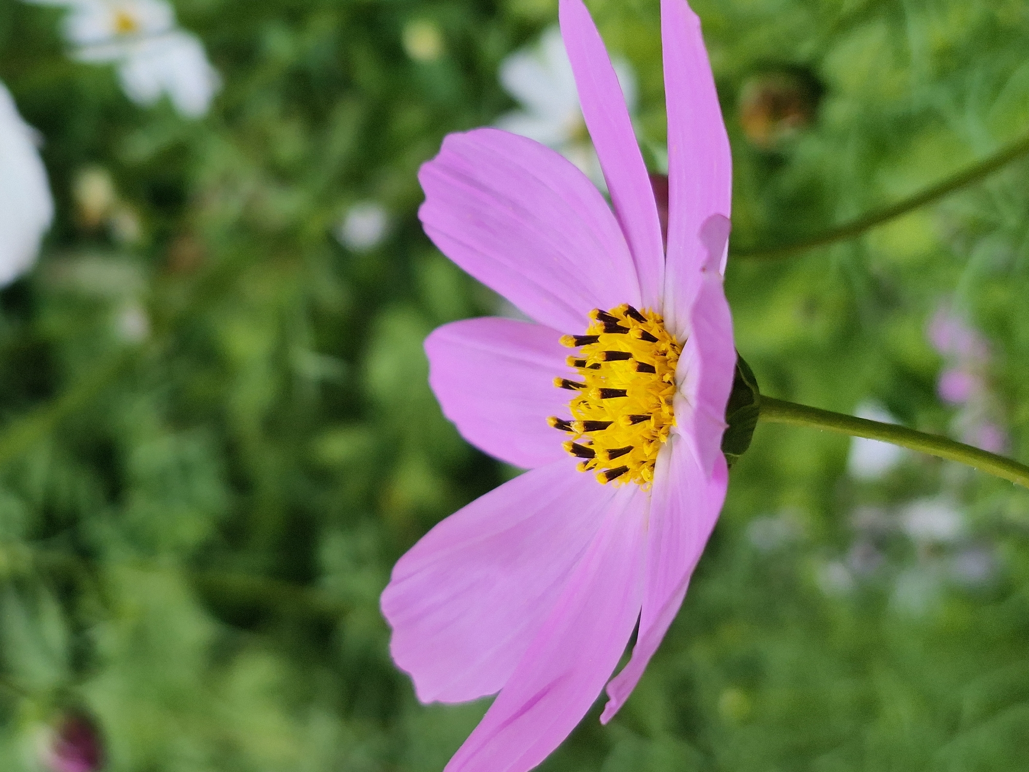 A close-up, vertical shot captures a single pink cosmos flower in full bloom. The flower's delicate petals, in a soft shade of pink, fan outwards, revealing a vibrant yellow center dotted with dark brown stamens. The stamen cluster is rich and textured, with individual filaments tipped in black. The flower is positioned in the foreground, its stem a slender green stalk. In the background, the scene is blurred, with a soft wash of green foliage and hints of other flowers, possibly white cosmos, interspersed with some out-of-focus brown shapes. The shallow depth of field draws the viewer's attention solely to the central pink flower. The overall impression is one of natural beauty and tranquil simplicity.