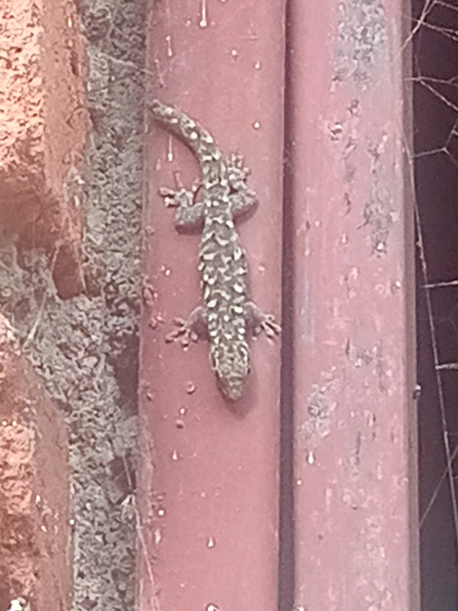 A gecko with a patterned body is clinging to a pink cylindrical object. The gecko's body is speckled with dark spots and lighter markings. It has four limbs, each with visible toes, and a long tail. The pink object appears to be a pipe or a similar cylindrical structure, with some small white spots and what looks like spiderwebs visible on its surface. To the left of the pink object, there is a textured surface, possibly a wall or rock, with a reddish-brown hue and some grainy details. The background is dark and out of focus, with some hints of netting on the right side. The image appears to have been taken outdoors, possibly in a residential or urban setting within Chiswe, Malawi, given the presence of pipes and textured walls.