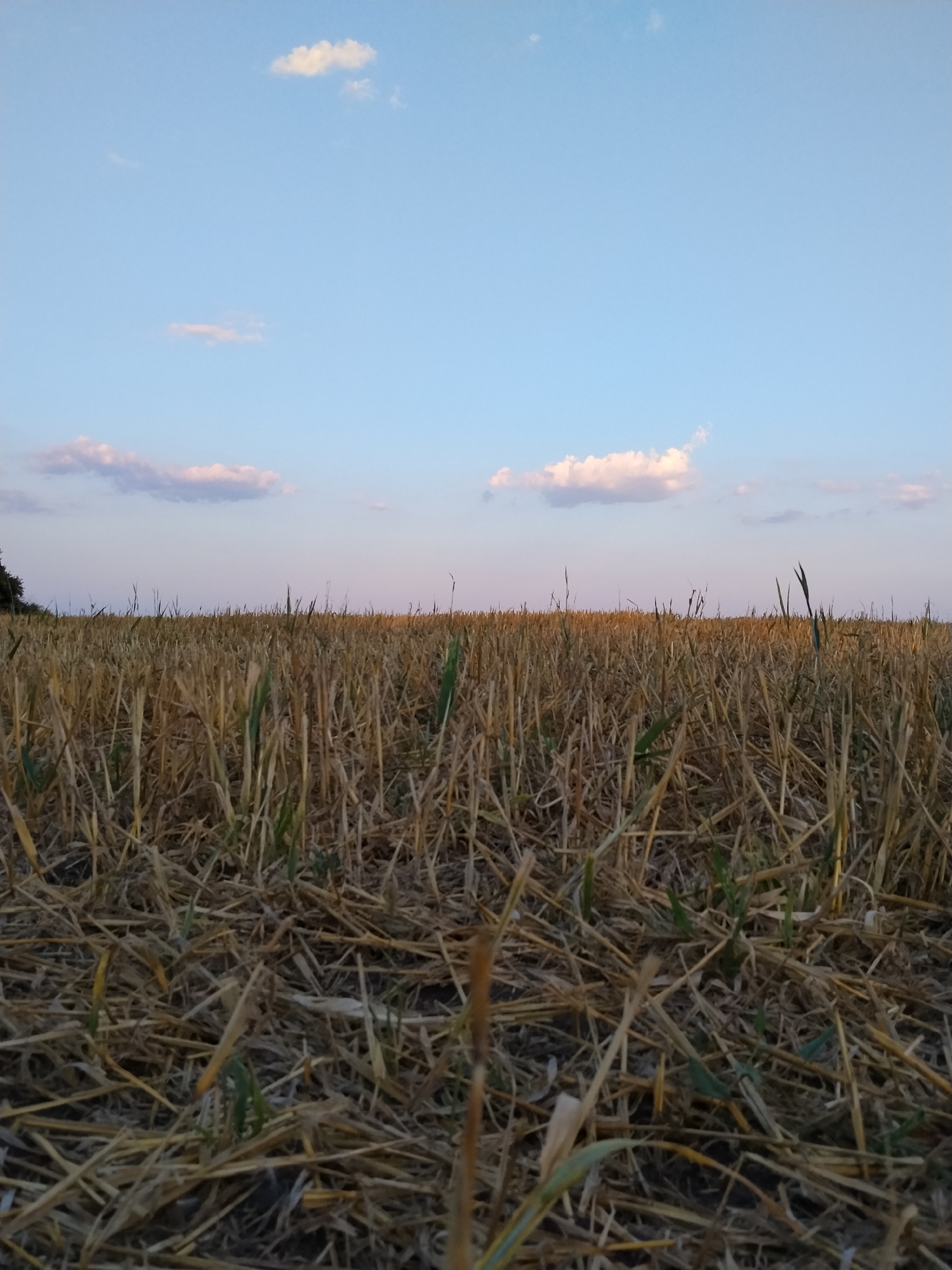 The image depicts a harvested wheat field under a pale blue sky with scattered white and pinkish clouds. The field is covered in dry, golden straw, with some sparse green shoots visible. The horizon is low, emphasizing the vastness of the sky. The scene appears to be set in a rural area, possibly on the outskirts of Dakalivka, Ukraine, as suggested by the characteristic landscape of a Ukrainian countryside. There are no people or animals visible in the image. The lighting suggests it is either early morning or late afternoon.