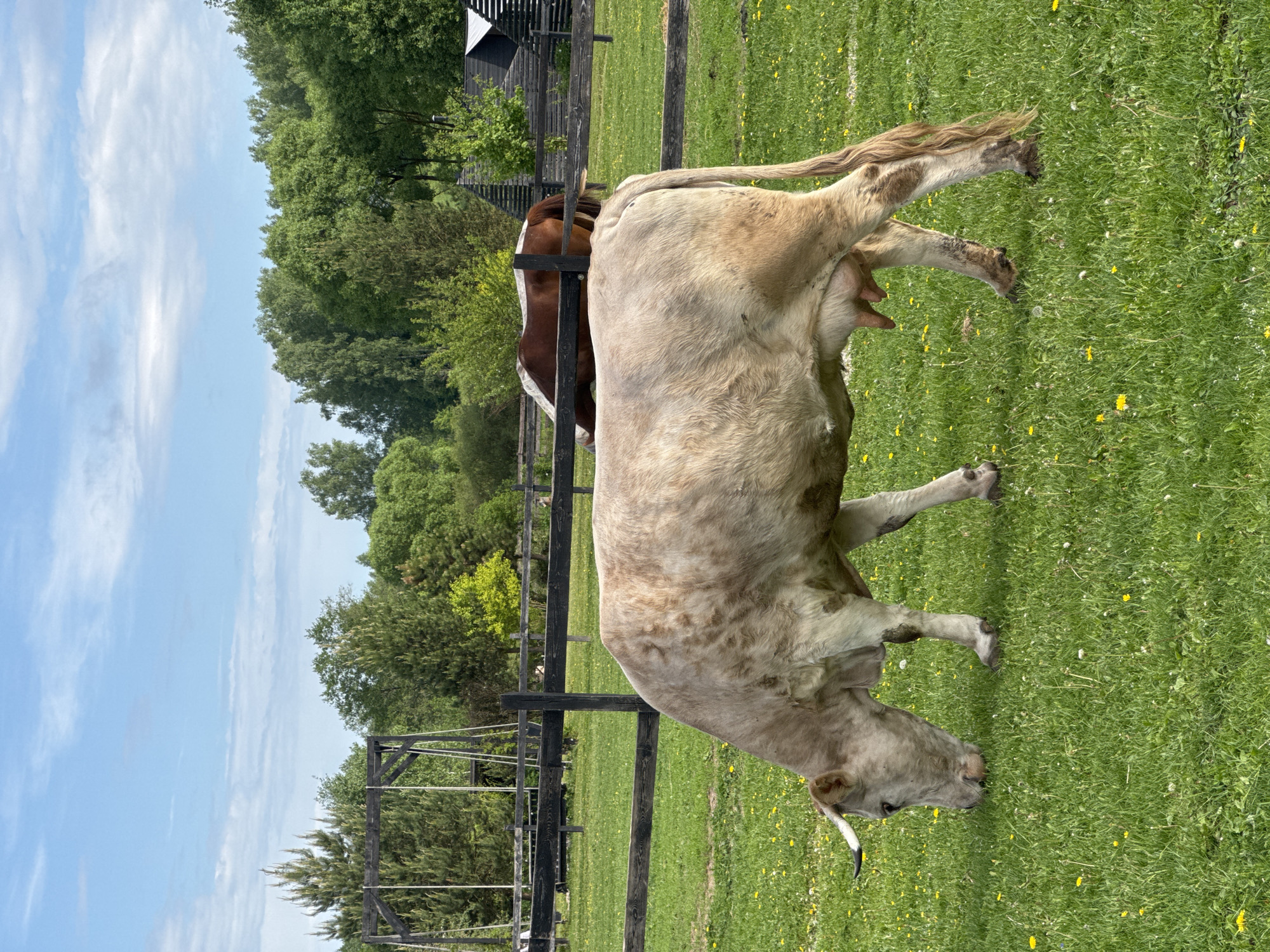 A mostly white cow with brown spots stands in a grassy field with yellow flowers, grazing. A brown and white horse stands behind the cow, partially obscured by a black wooden fence. Trees line the background, and a blue sky with scattered clouds is visible above the trees. The location is Prudki, Russia.