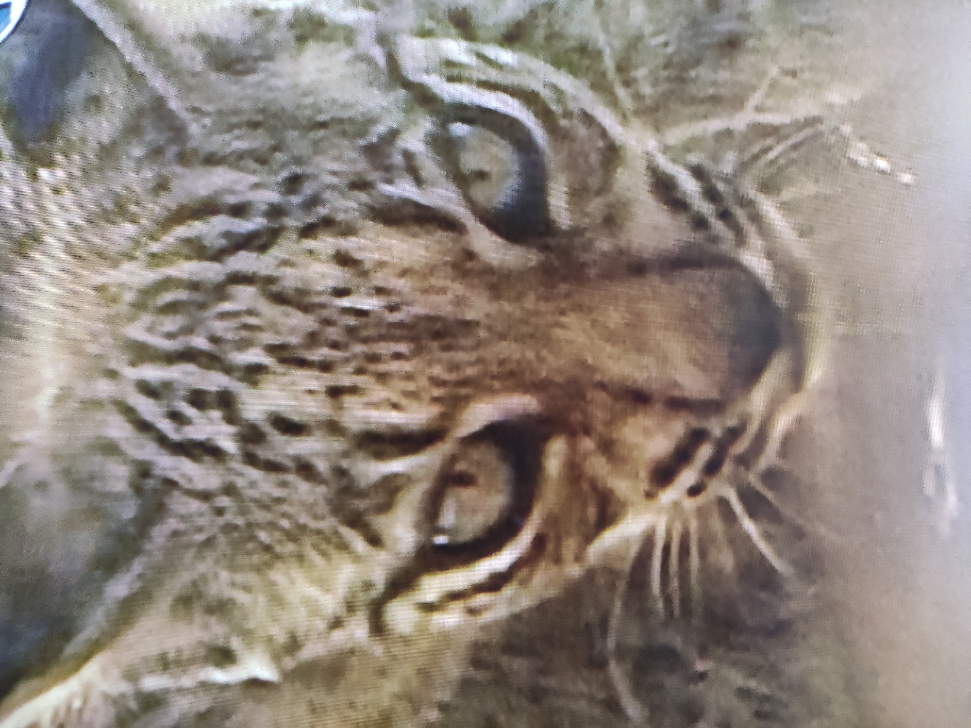 The image presents a close-up, high-angle portrait of a wild feline, likely a lynx, with its face filling most of the frame. The animal is angled upwards and to the right, intensely observing something beyond the frame. Its prominent, round eyes, possibly amber or green, are wide open and alert, with dark pupils. The intricate fur pattern consists of various shades of brown, tan, and cream, featuring distinctive tabby-like stripes and spots, which offer effective camouflage. Clear facial markings frame its eyes. Long, coarse whiskers are visible extending from its snout, though slightly blurred. The ears are partially visible at the top of its head, appearing pointed and covered in dense fur, characteristic of a lynx. The background is softly blurred and indistinct, suggesting a natural, outdoor environment but lacking specific details. The lighting indicates natural daylight. The animal's expression conveys intense focus and watchfulness. The image itself has a somewhat grainy or pixelated quality, suggesting it may be a photo of a screen. No text is visible in the image. The scene is set in Pavlodar, Kazakhstan.