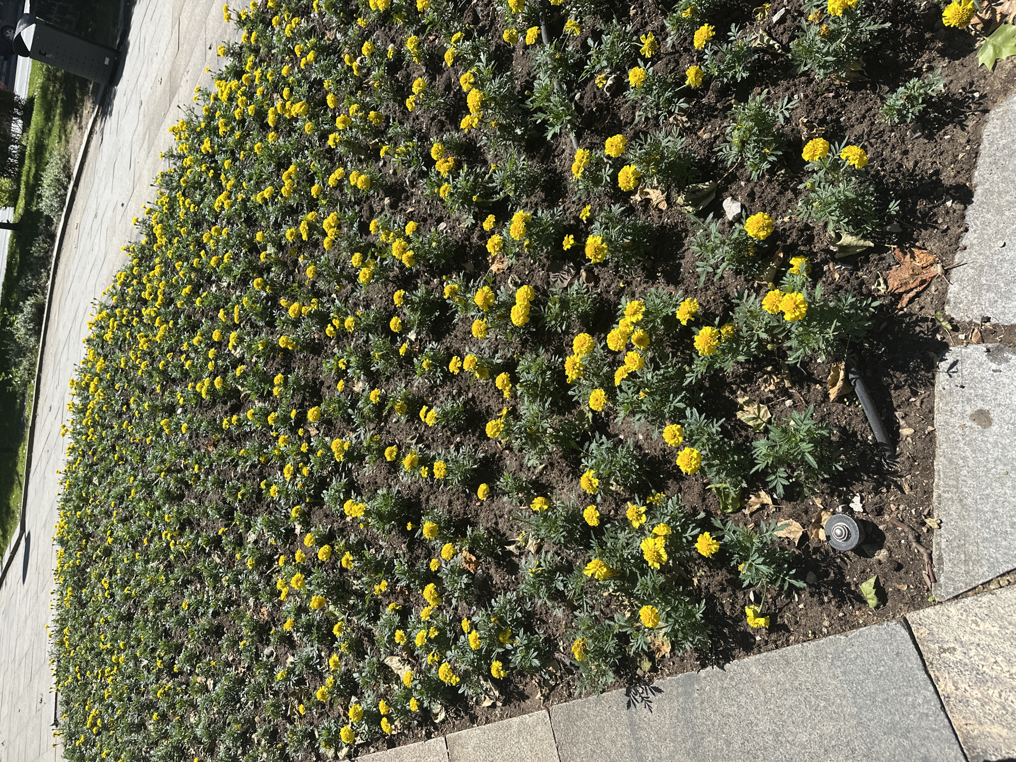 The image shows a flower bed of densely planted yellow marigolds, bordered by a grey stone sidewalk on two sides. The location is likely in Sofia, Bulgaria, given the request context. The flower bed is filled with numerous marigold plants in full bloom, their bright yellow color contrasting against the dark soil. A black object, possibly a tool or piece of equipment, and a small round object are visible on the ground among the plants near the sidewalk. The scene is bathed in sunlight, casting shadows across the flower bed and sidewalk.