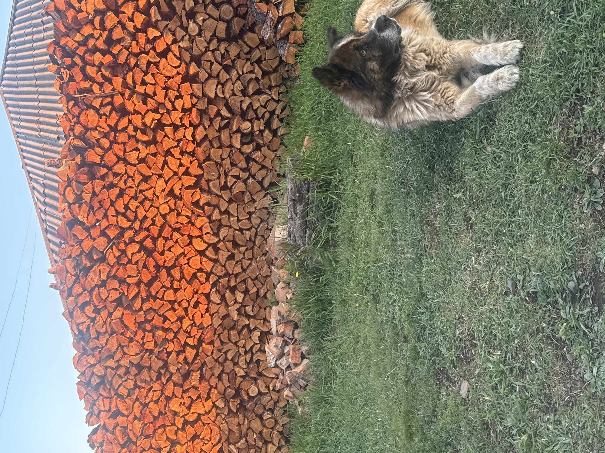 The image displays an outdoor scene, rotated 90 degrees clockwise, presenting a dog resting on grass alongside a large stack of firewood.
On the right side of the frame, a large, fluffy dog, appearing to be a Caucasian Shepherd or similar breed with light brown and dark fur, lies comfortably on green grass. Its head is slightly raised, looking towards the upper right corner, with alert eyes. Its front paws are tucked neatly beneath it.
The left side of the image is dominated by an extensive, tall stack of neatly piled, split firewood. The wood pieces are predominantly reddish-brown, with some showing lighter tones, suggesting direct sunlight is hitting them, perhaps in the late afternoon or early morning. Above the firewood, a portion of a corrugated metal roof is visible, extending towards the clear, light blue sky in the upper left corner.
The grass on which the dog rests is green but appears somewhat dry and uneven in places, indicative of a natural, less manicured outdoor space. A small, cut tree stump or piece of wood is visible near the bottom center, partially obscured by the grass and firewood. The overall impression is one of calm and domesticity in a rural or semi-rural setting. There is no visible text in the image.