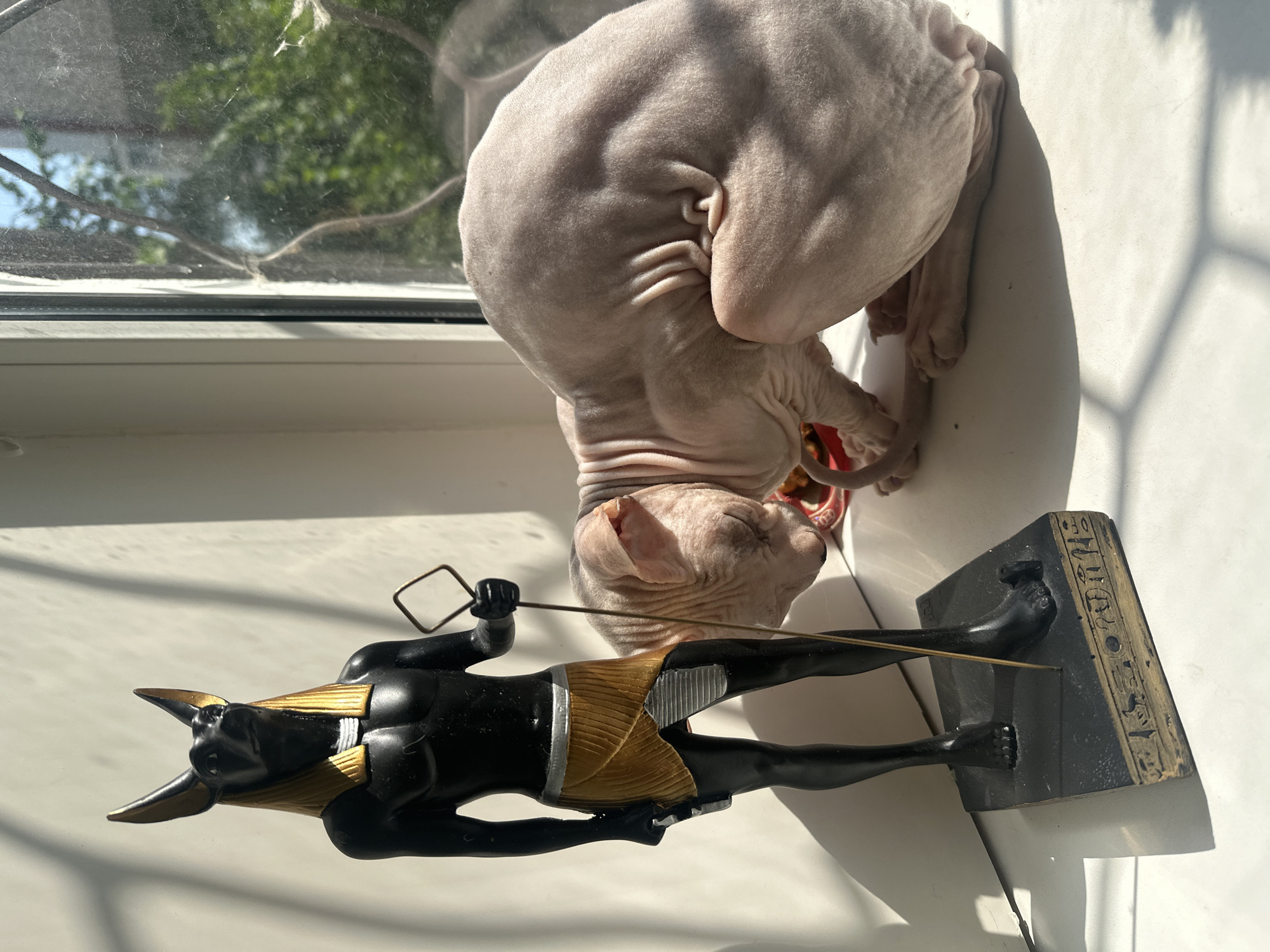 The image depicts a sphynx cat resting on a windowsill next to a statue of the Egyptian god Anubis. The statue is black with gold accents and holds a staff. The cat is light pink and appears to be sleeping or dozing. The windowsill is illuminated by sunlight, casting shadows on the wall. The background shows a window with greenery visible outside. The image has no discernible elements indicating it is located in Togliatti, Russia.