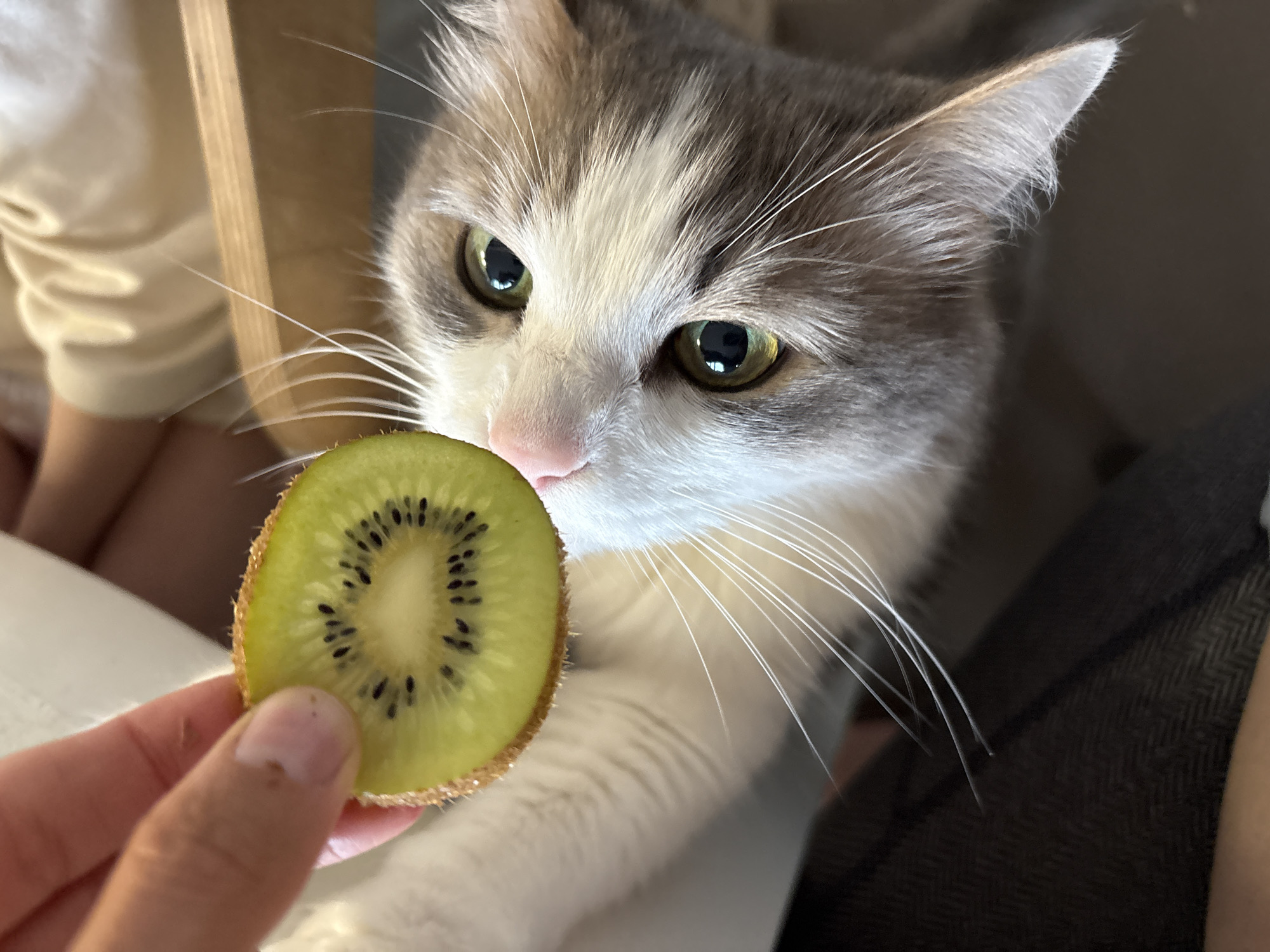 A close-up, eye-level indoor photograph captures a domestic cat intently observing a slice of kiwi fruit. The cat, with grey-brown and white fur and piercing green eyes, dominates the right and center of the frame, its attention entirely focused on the fruit held before it. Its whiskers are prominent, extending forward as its pink nose hovers near the kiwi.
The kiwi slice, presented in a cross-section, is held by a human hand, with only the thumb and index finger visible in the lower-left corner. The fruit displays its characteristic vibrant green flesh, a lighter central core, and numerous small black seeds arranged in a circular pattern. The fuzzy, light brown skin of the kiwi is also discernible around its perimeter.
The cat's posture and direct gaze convey an expression of curiosity and concentration, perhaps sniffing or examining the unfamiliar object. The blurred background suggests an indoor setting, likely a home. On the upper left, a person wearing a light-colored, long-sleeved top is partially visible, while another person in dark, possibly patterned clothing, is faintly seen on the lower right, indicating the presence of others in the scene. The overall lighting is soft and even, highlighting the textures of the cat's fur and the kiwi. No text is visible in the image. The scene depicts a moment of feline exploration and human interaction, set indoors. While the context provides Ulyanovsk, Russia as the location, there are no specific visual cues within the image to confirm this.