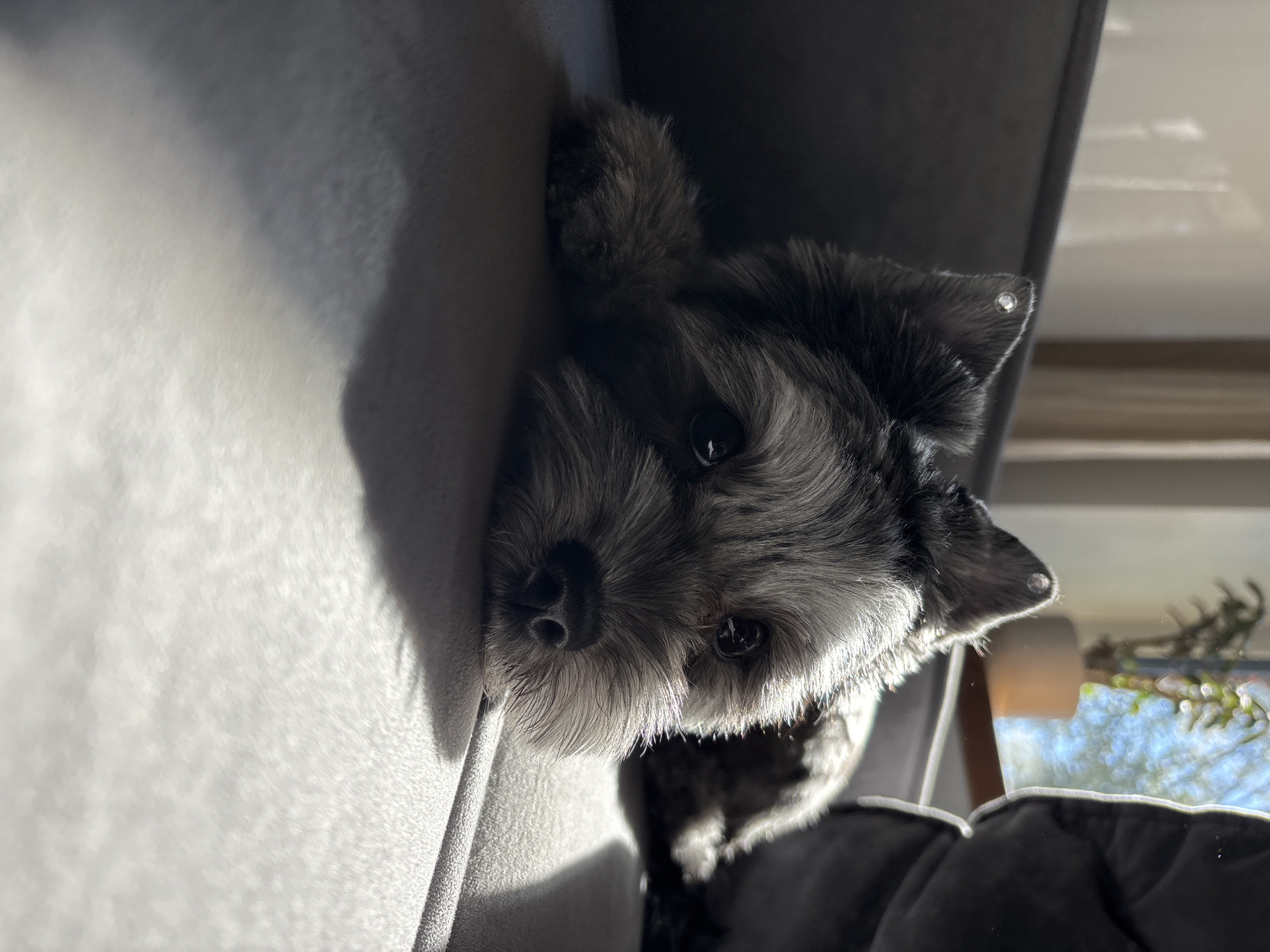 A close-up, low-angle shot shows a small, grey, fluffy dog lying on a light grey couch. The dog is facing forward with its head resting on its paws. Sunlight streams in from the right, illuminating the dog's fur and casting shadows on the couch. The background is blurred, but a window with a plant and blue sky can be seen. The image is cropped tightly, focusing on the dog's face and the textured surface of the couch. There are no discernable details indicating a specific location in Chaikovsky, Russia.