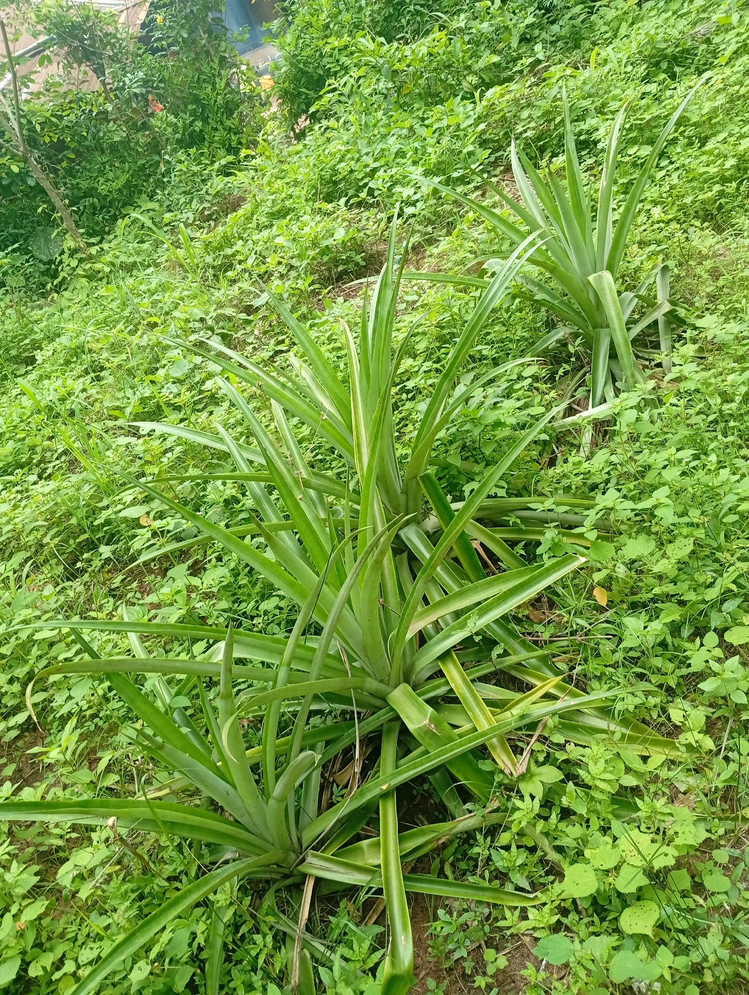 In Adda, Nigeria, a cluster of three pineapple plants is visible in a lush, green environment. The plants, with their characteristic long, spiky leaves, are arranged in a small group, with one plant slightly larger and more central than the others. The surrounding area is covered in dense, low-lying green vegetation, creating a natural, somewhat wild setting. The ground appears to be uneven, suggesting a slightly sloped terrain. The overall impression is of a natural, uncultivated space where pineapple plants are thriving amidst abundant greenery.