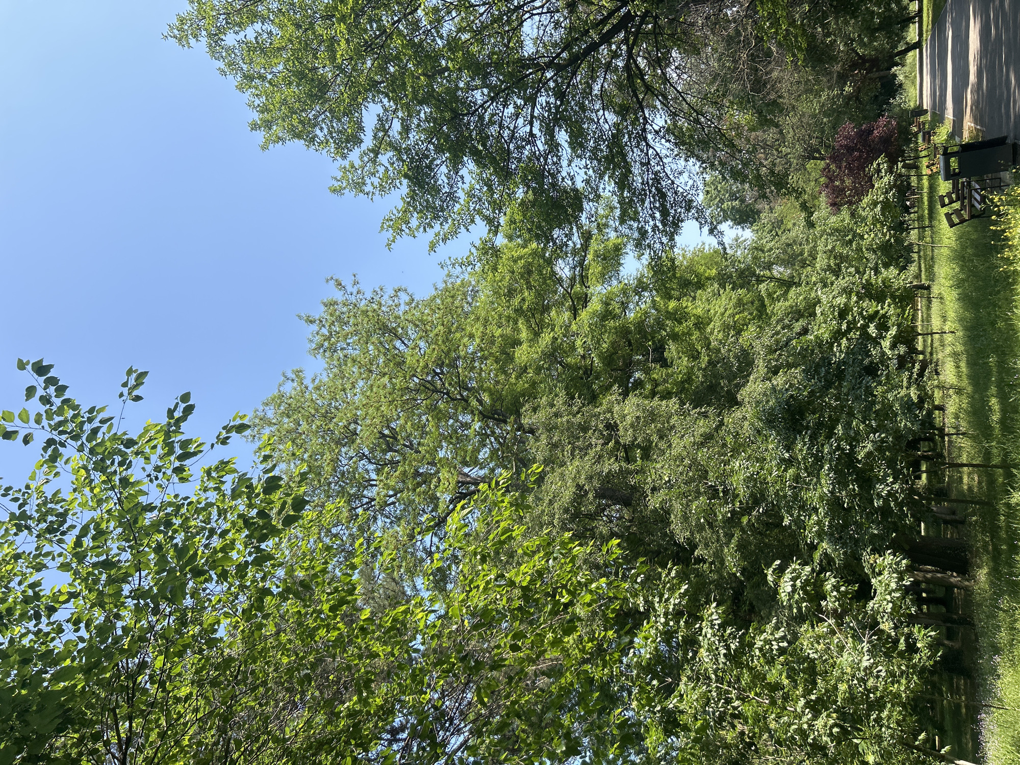 This image captures a vibrant, sunny park or green space in Varna, Bulgaria, viewed from a low angle that looks up towards the sky and across the landscape. The upper left portion of the frame features a clear, bright blue sky, partially bordered by the rich green canopy of numerous trees.
The scene is abundant with diverse foliage, showcasing various shades of green, indicative of spring or summer. Different tree types are visible, ranging from those with broad, light green leaves to others with denser, darker foliage. A distinctive feature is a bush with dark reddish-purple leaves, standing out against the surrounding greenery on the right side of the image.
Along the right edge, a paved path or road winds through the park, partially shaded by the overhead trees. Several wooden park benches are spaced along this path, accompanied by a dark-colored trash can. The ground throughout the visible park area is covered in green grass.
The clear sky and distinct shadows on the path suggest bright sunshine during the daytime, likely morning or early afternoon. The scene conveys a peaceful and natural atmosphere, with no people or specific activities depicted. No visible text is present in the image.