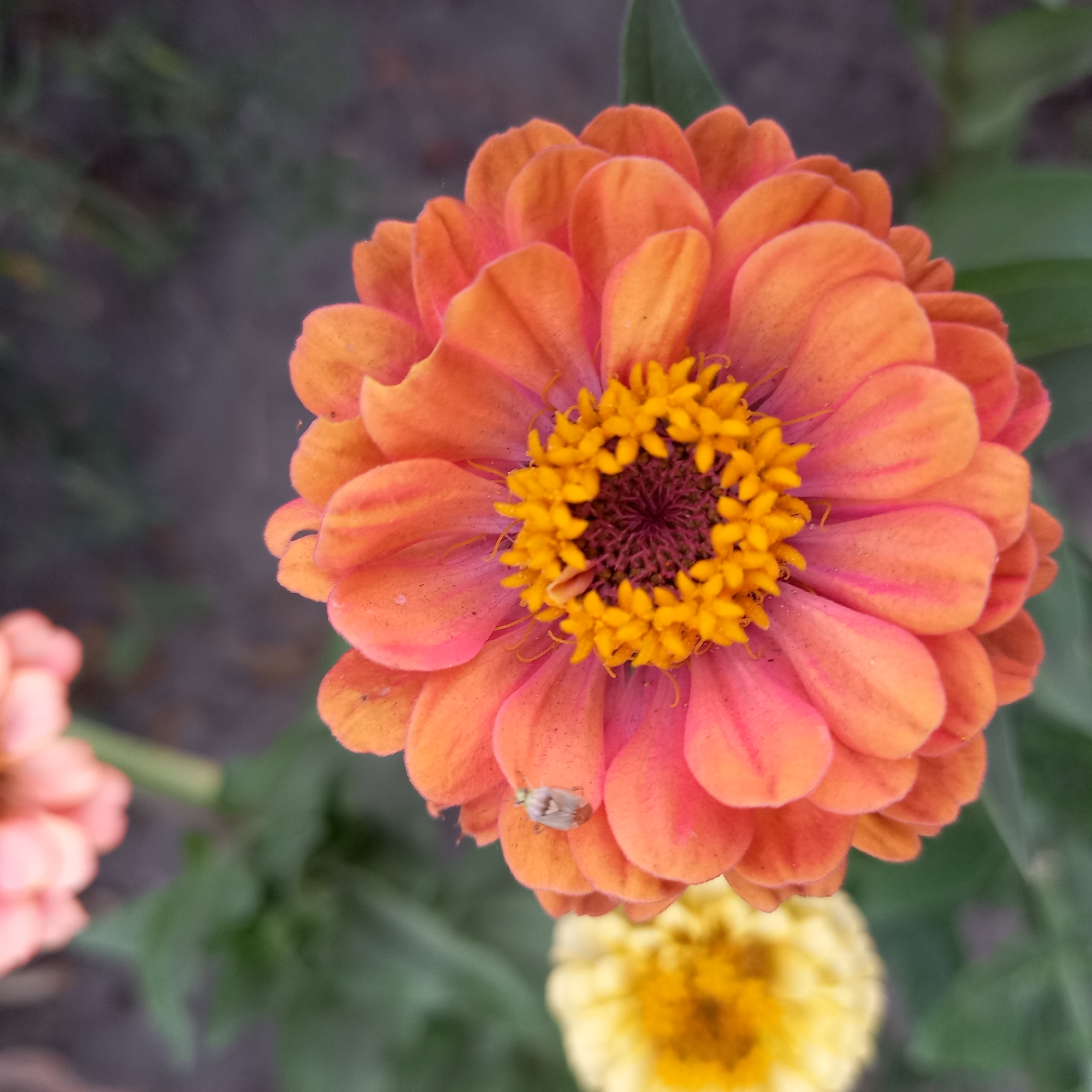 A close-up, eye-level shot captures a vibrant orange zinnia flower in bloom, with a smaller, out-of-focus yellow zinnia visible to the left. The orange zinnia's petals display a gradient of color, transitioning from a deep pink at the base to a bright orange at the tips, with fine striations adding texture. At the flower's center, a cluster of bright yellow florets forms a circular pattern, surrounded by a darker reddish-brown center. A small, light-brown insect with darker markings is perched on one of the orange petals, towards the upper left quadrant of the flower. The background is softly blurred, showing green foliage and a dark, muted ground cover. The lighting is natural and appears to be from late afternoon. There is no indication of the city of Klyntsi, Ukraine, or any other specific location.