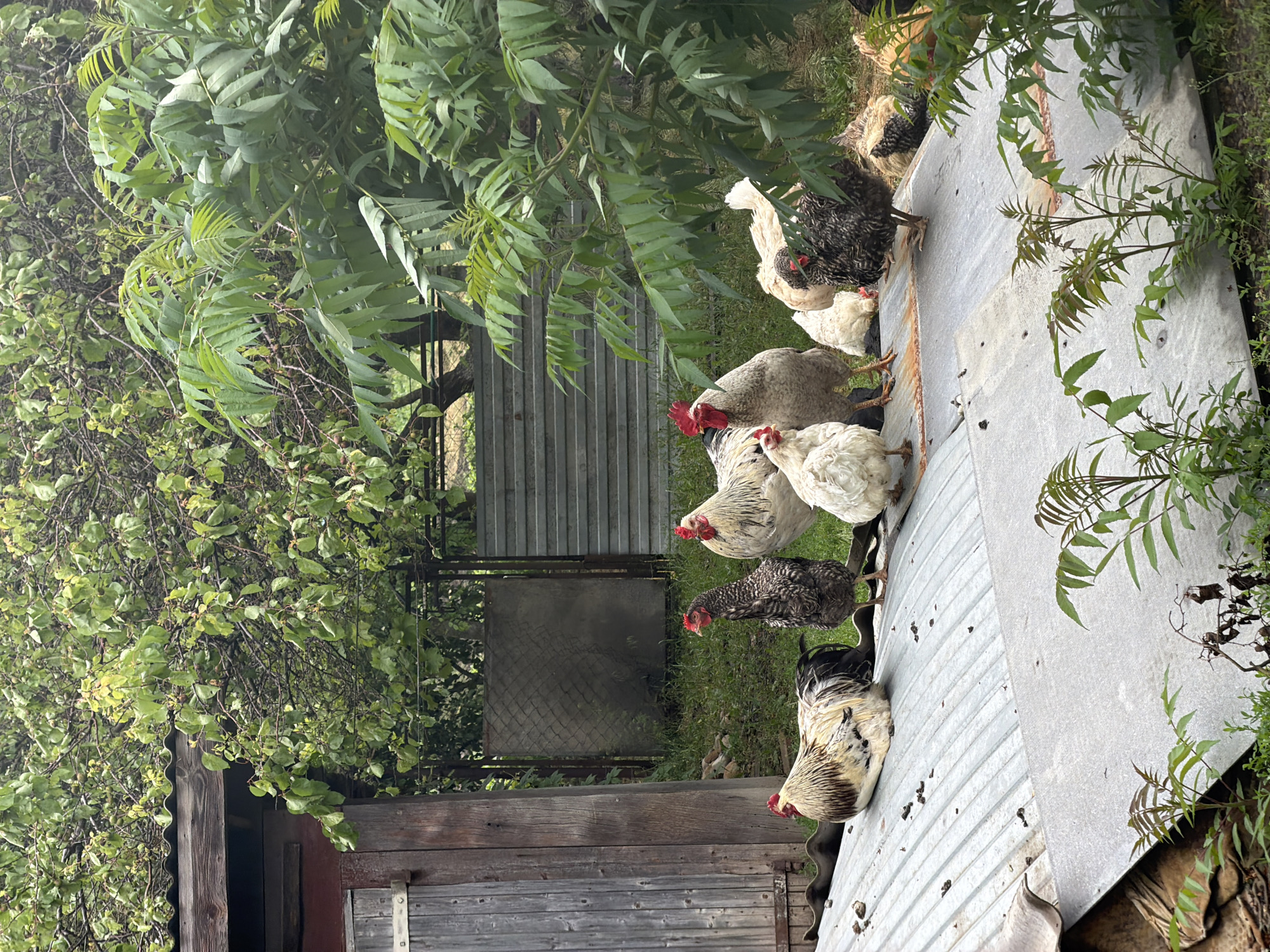 The image depicts a group of chickens on a corrugated metal roof near a weathered wooden structure. The chickens are of various breeds, including white and speckled varieties. Green foliage, possibly trees or shrubs, is visible in the background and partially obscures the scene. A chain-link fence is also visible in the distance. The location is Leningradskaya, Russia. No people are visible.