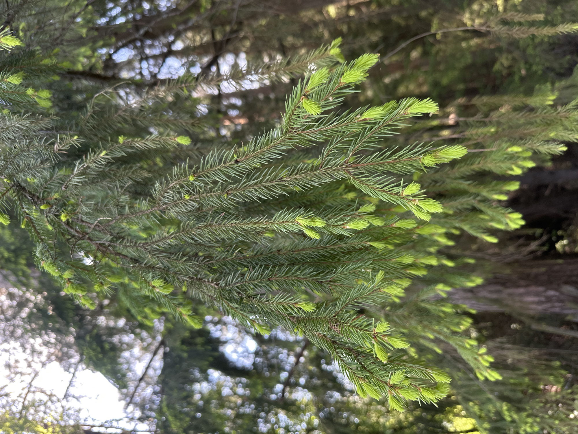 The image depicts a close-up view of evergreen tree branches with vibrant green needles. The branches appear to be emerging with new growth, evidenced by the lighter green tips. The background is blurred, showing hints of other trees and foliage. The location is in Прикамский, Russia.