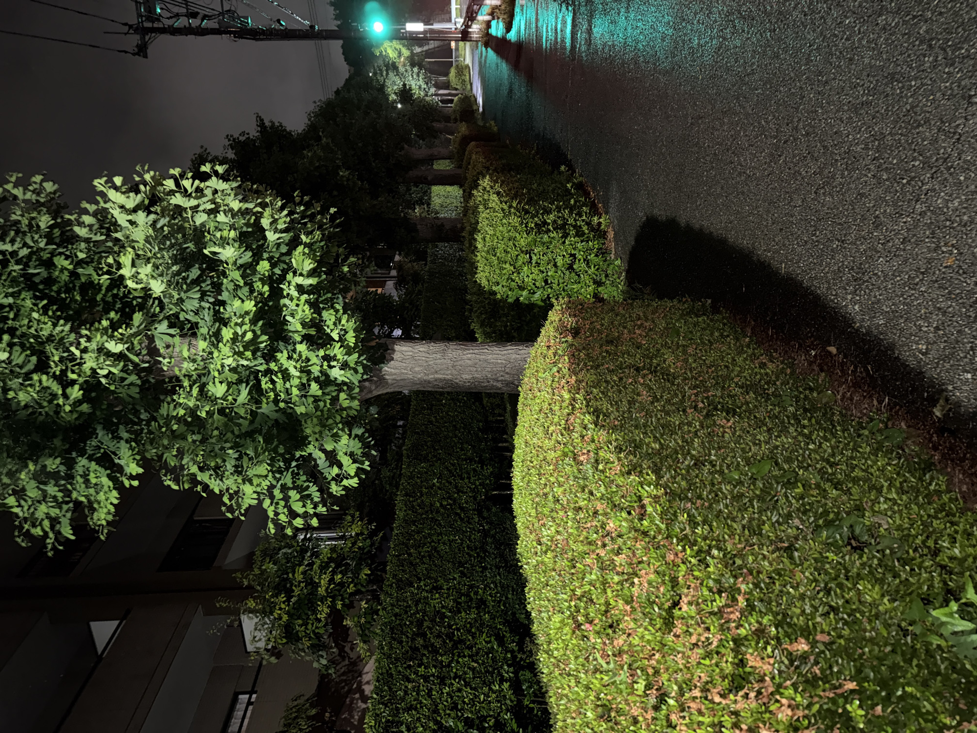 The image depicts a nighttime street scene in Yachiyo, Japan, featuring a paved walkway lined with manicured green hedges and trees. The walkway appears wet, reflecting the green light of a traffic signal visible further down the street. A utility pole with electrical wires stands to the right of the walkway. In the background, a multi-story building with balconies is partially visible. The overall atmosphere is serene and urban.
