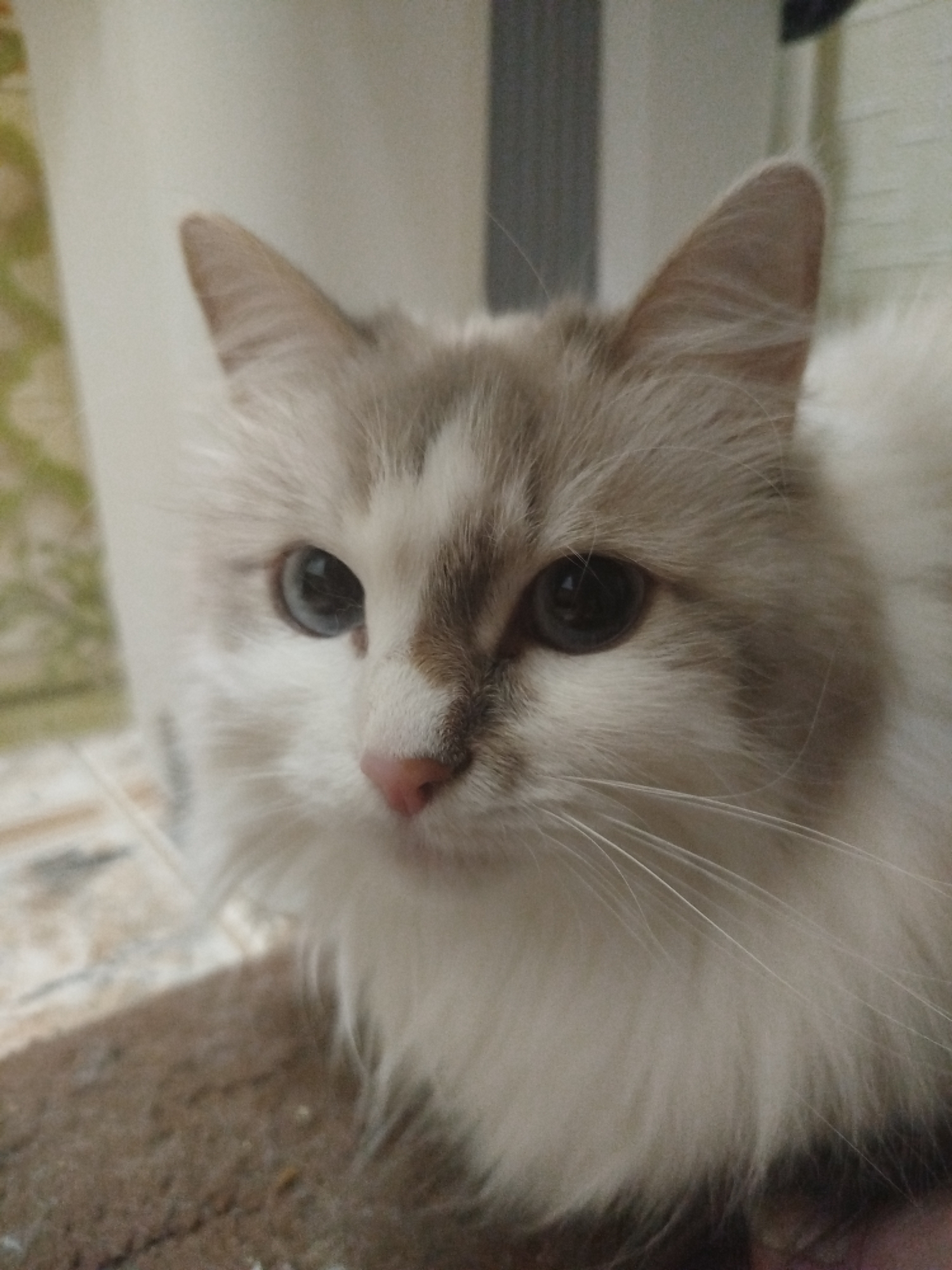 A close-up image features a white cat with light brown markings on its head and ears. The cat has blue eyes, a pink nose, and long white whiskers. The background includes a cream-colored wall and patterned tile flooring.