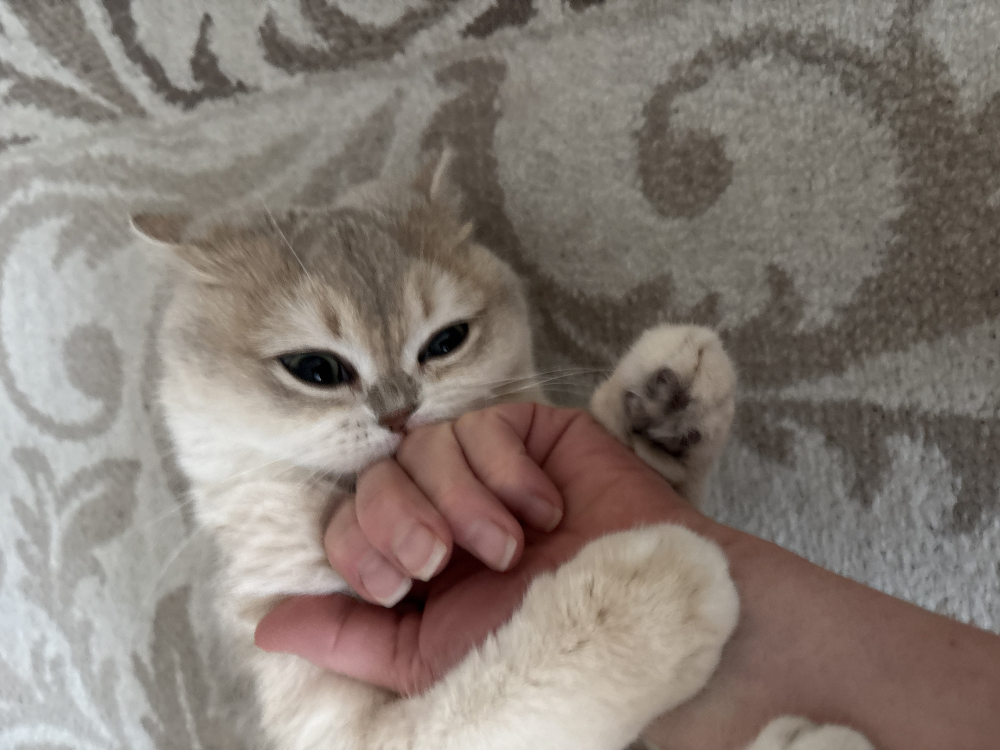 A close-up, eye-level shot captures a light-colored cat playfully engaging with a human hand, likely indoors in Chaikovsky, Russia. The cat, appearing to be a kitten or young adult with cream or light silver-grey fur and dark eyes, is seen mouthing or gently biting the palm of a human hand. Its front paws are wrapped around the hand, indicating a playful interaction. The cat's expression is focused and intent, characteristic of a cat at play. The human hand has short, neat nails and light skin. The background consists of a soft, textured surface, possibly a blanket, rug, or upholstered furniture, patterned with swirls and abstract shapes in shades of light grey and off-white. There is no visible text. The lighting suggests an indoor setting, likely during the day. The image conveys a moment of affectionate and lively interaction between the pet and its owner.