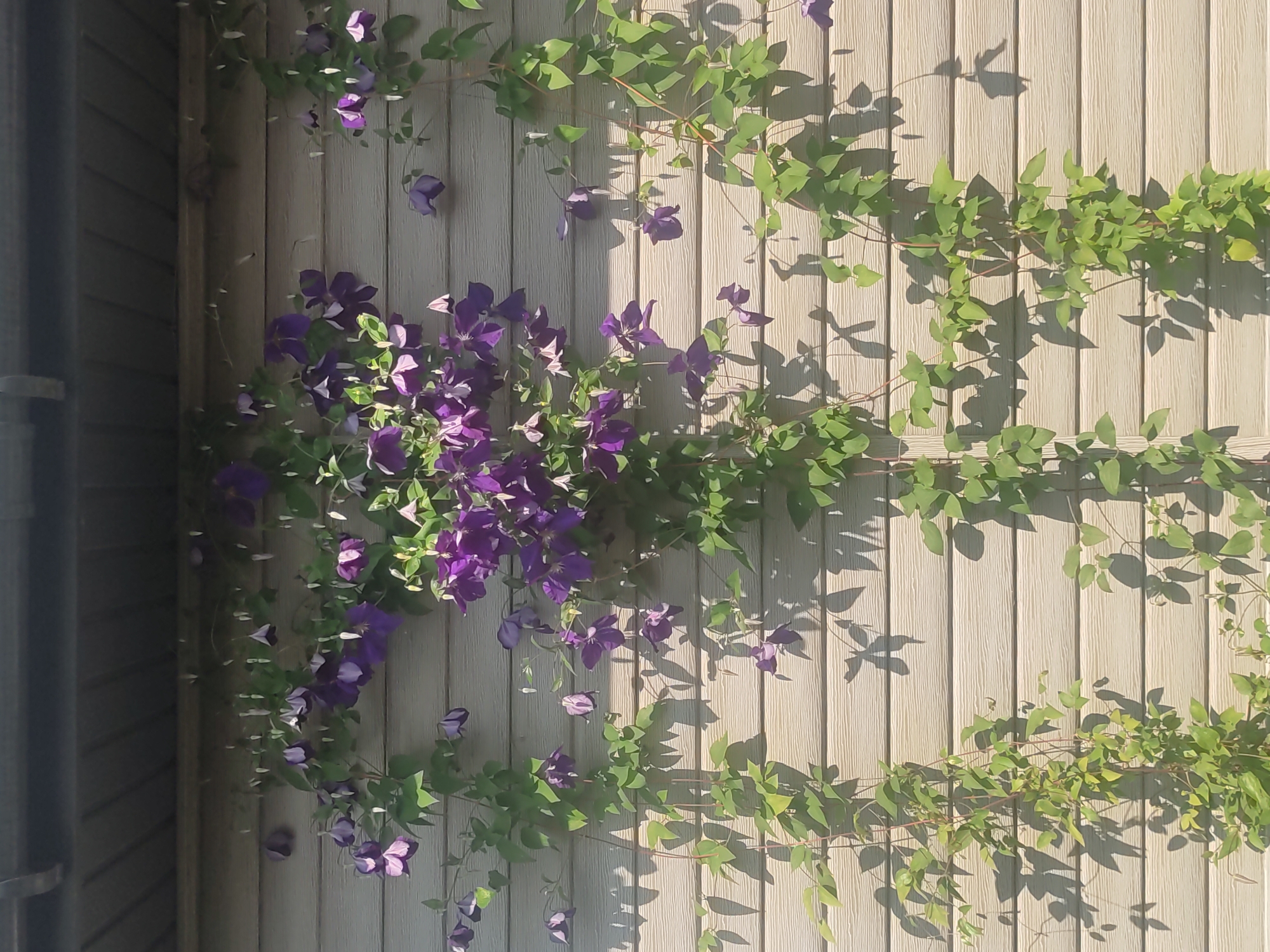 A vertical, close-up shot features a wall with horizontal siding in a light beige color. The siding has a wood-grain texture. A dark grey overhang or gutter is visible at the top of the frame. Several vines with green leaves and vibrant purple flowers are growing up the wall, casting shadows. The flowers are star-shaped with some pointed petals and some with more rounded petals. The lighting suggests it is a sunny day. The scene is an outdoor wall in a residential or commercial area.