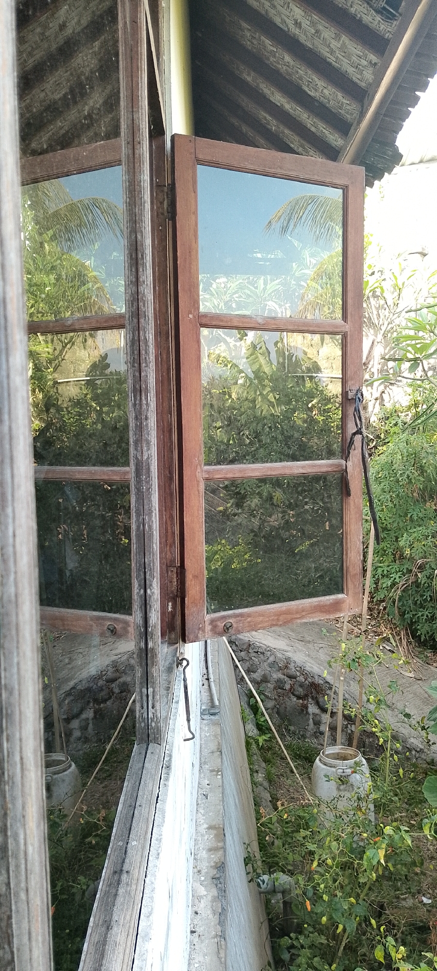 The image captures an outdoor scene in Pekutatan, Indonesia, featuring a wooden window frame with one casement window open, revealing reflections of lush tropical foliage and a clear sky. The window appears to be part of an older structure, with weathered wooden framing and a thatched roof visible in the upper portion of the image. The open casement displays a reflection of palm fronds and other dense greenery, characteristic of a tropical environment. Below the window, a concrete ledge runs horizontally, bordered by a stone wall and overgrown vegetation. A large, light-colored plastic jug sits amongst the plants, with a smaller chili plant bearing green and orange peppers nearby. The overall impression is one of a rustic, possibly rural, dwelling in a verdant Indonesian setting, bathed in natural sunlight.