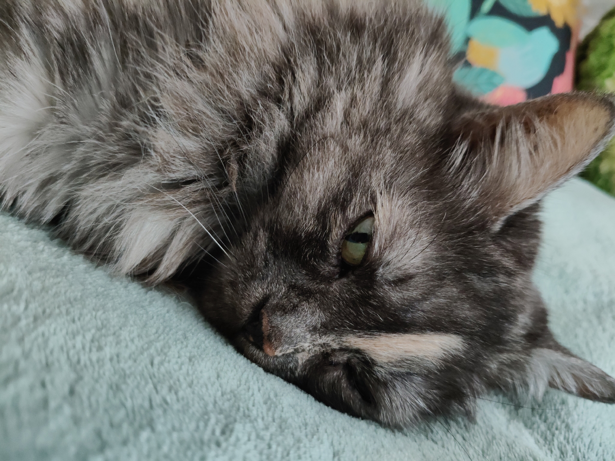 A close-up, high-angle shot shows a gray and brown tabby cat lying on a light blue, textured surface, possibly a blanket or rug. The cat's head is in the foreground, with its eyes partially closed, and its fur appears long and fluffy. The cat's left ear is visible, and the background features a blurred colorful pattern. The scene is static and does not provide any specific information about the city of Bol'shoye Kozino, Russia.