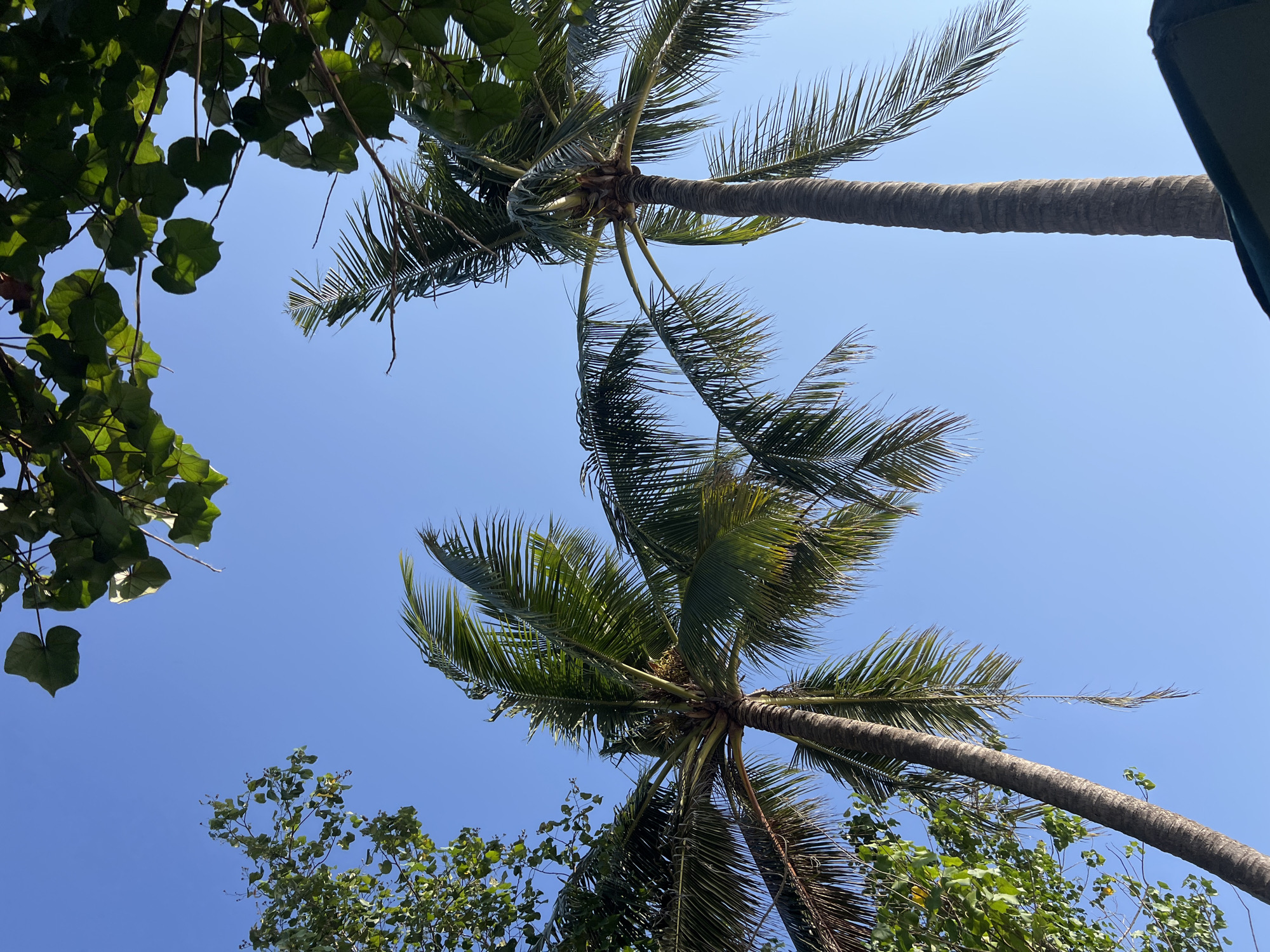 This image depicts a view looking upwards towards a clear blue sky, framed by lush green foliage and the tall trunks of two palm trees. The palm fronds are abundant and extend outwards, some partially obscuring the sky. On the left side of the image, there is another cluster of green leaves from a different type of tree. Towards the bottom right, a dark green awning or canopy is visible, suggesting a man-made structure is present. The overall scene evokes a tropical, outdoor setting. Based on the context provided, this scene is located in Kuta, Indonesia, a popular tourist destination known for its beaches and palm trees.