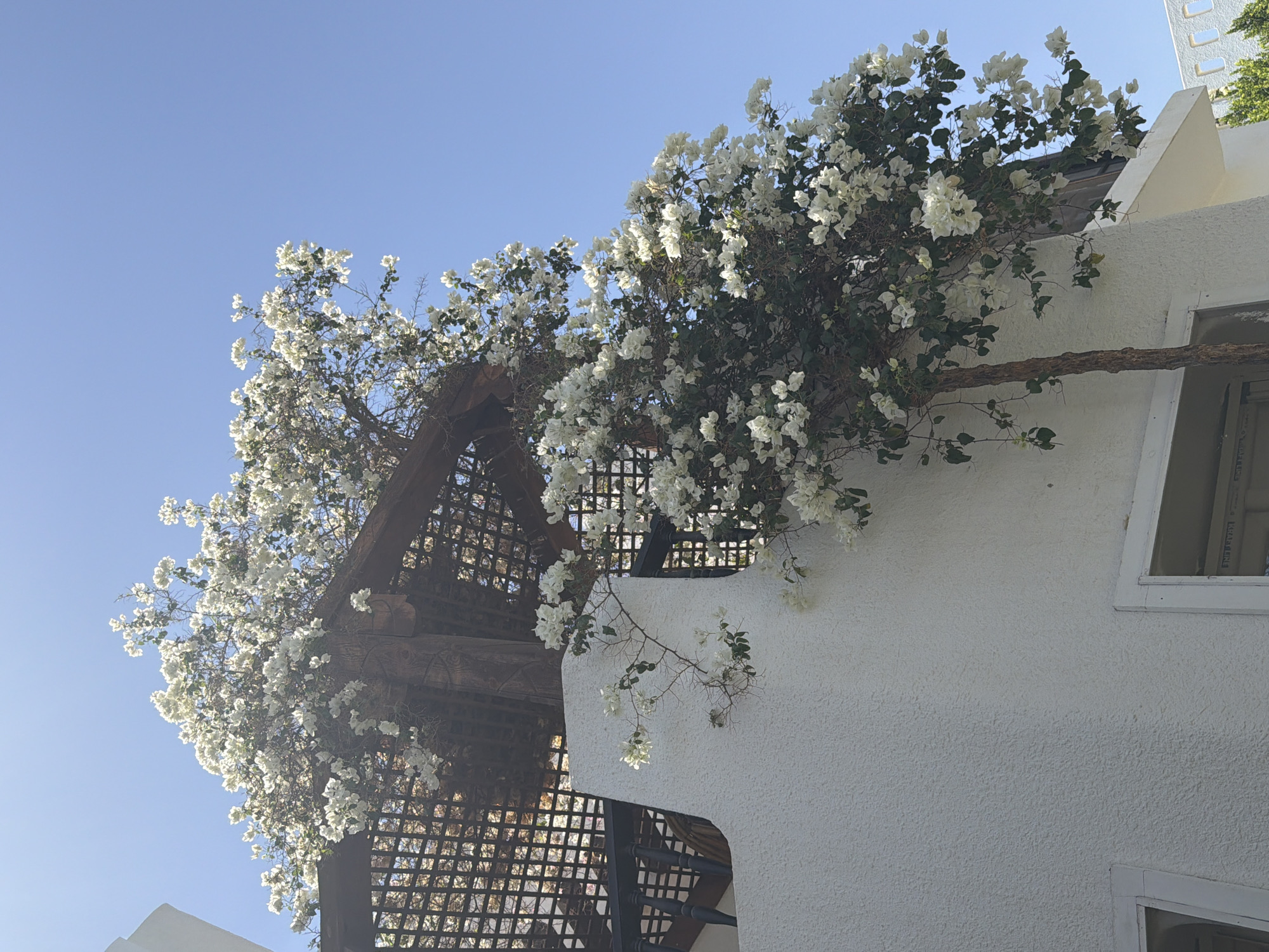 A low-angle shot captures a white bougainvillea plant with vibrant white flowers cascading over a white stucco wall, adjacent to a wooden trellis structure and a dark railing. The scene is bathed in bright sunlight under a clear blue sky, indicative of an outdoor setting in Sharm El Sheikh, Egypt. The architecture suggests a building, possibly a hotel or residential property, with textured walls and visible window frames. The bougainvillea's branches, some thin and delicate, others thicker and more substantial, are entwined with the wooden beams of the trellis. The overall impression is one of lush vegetation against a backdrop of clean, modern architecture.