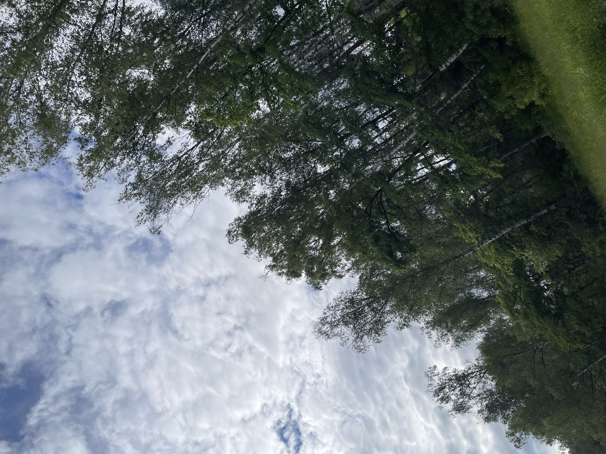 The image shows a view looking upwards towards the sky through a dense canopy of trees. The trees are primarily birch trees, as evidenced by their white bark and distinctive branching patterns. Some green foliage is visible on the branches. The sky is filled with numerous white clouds, creating a textured background with patches of blue sky visible in between. On the upper right, there is a patch of green grass visible. Location is possibly Ivanovskoye, Russia. No people are visible.