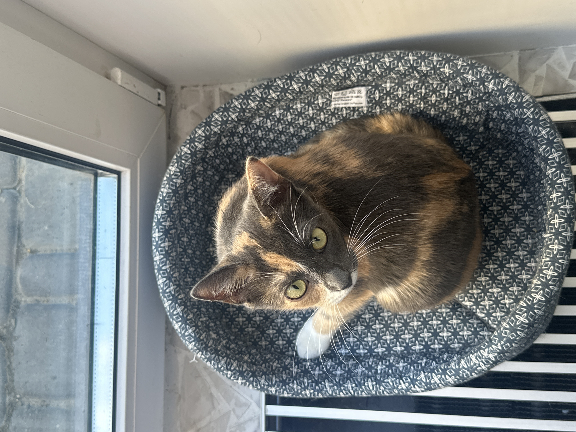 A tortoiseshell cat with green eyes is curled up in a round, grey and white patterned cat bed. The cat is looking up and to the left, with one white-tipped paw extended forward. The cat bed is placed on top of a black and white striped surface, possibly a radiator cover. In the background, a window with a view of brickwork can be seen. The scene appears to be indoors.