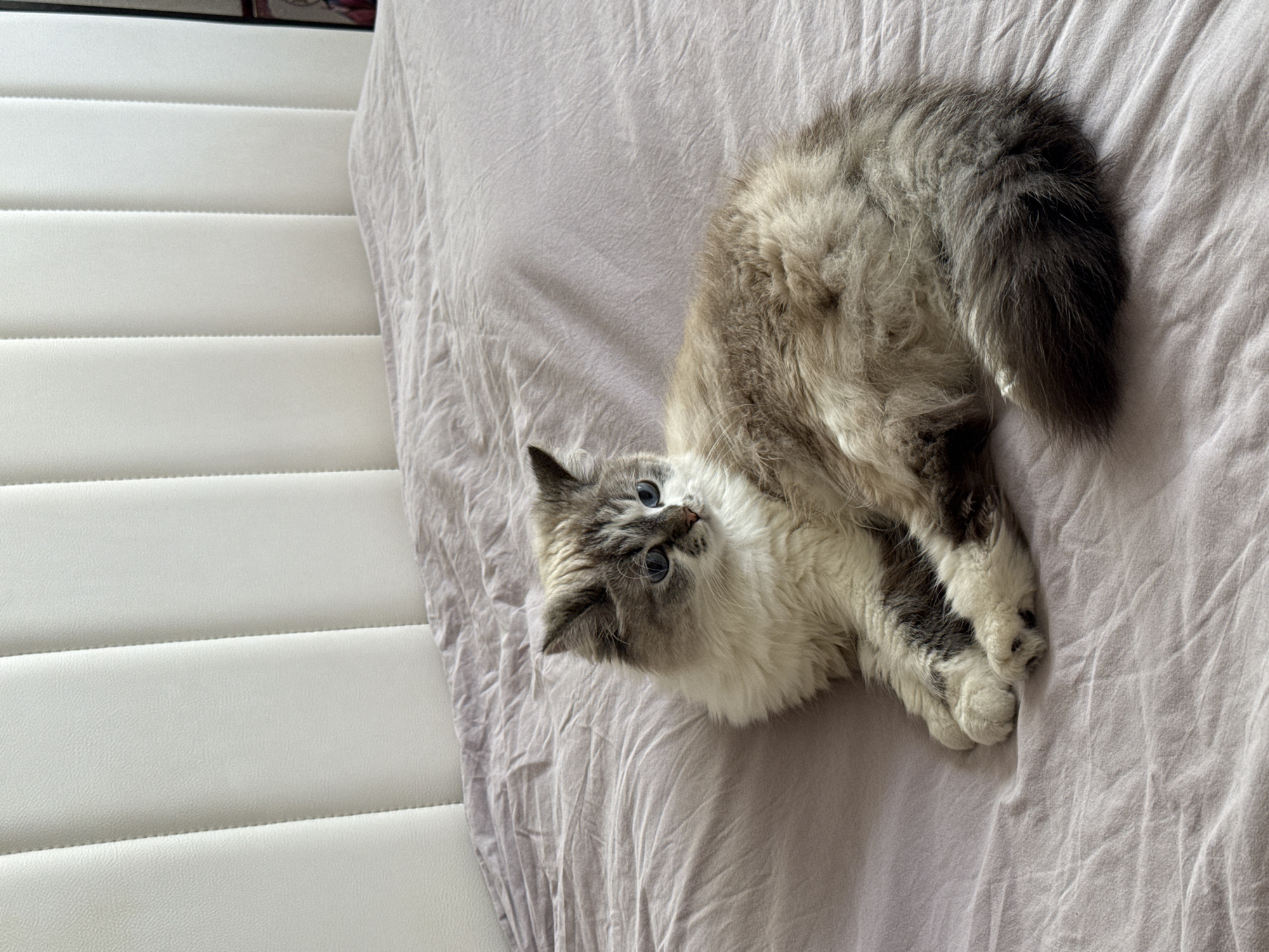 A long-haired cat with blue eyes and gray and white fur lies curled on a light purple or lavender bedsheet. The cat's head is turned towards the left side of the frame, and its paws are tucked under its body. To the left of the bed is a white, cushioned headboard with horizontal seams. The photograph appears to be taken indoors with natural lighting. There is no evidence that this image was taken in Rostov-on-Don, Russia.