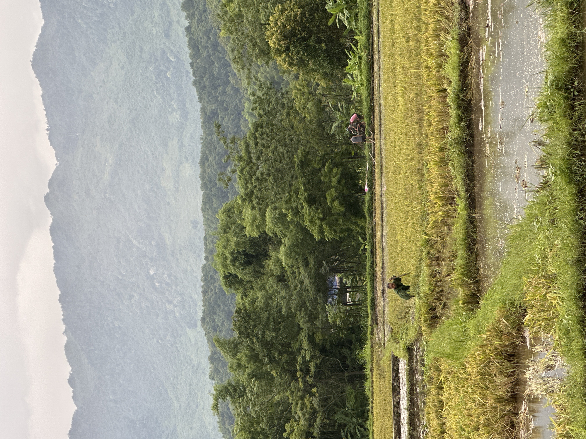 In Mai Chau, Vietnam, a wide shot captures a lush, mountainous landscape with a foreground of golden rice paddies. In the middle ground, a line of lush green trees separates the paddies from the misty, verdant mountains in the background. Two people are visible working in the rice fields. One individual, dressed in green, is hunched over, appearing to tend to the crops with a tool. Further to the right, a group of three people are gathered, two of whom are tending to what appears to be farming equipment. The rice paddies themselves are a mix of golden stalks ready for harvest and areas of water reflecting the overcast sky. The overall scene depicts agricultural activity amidst a serene natural environment.