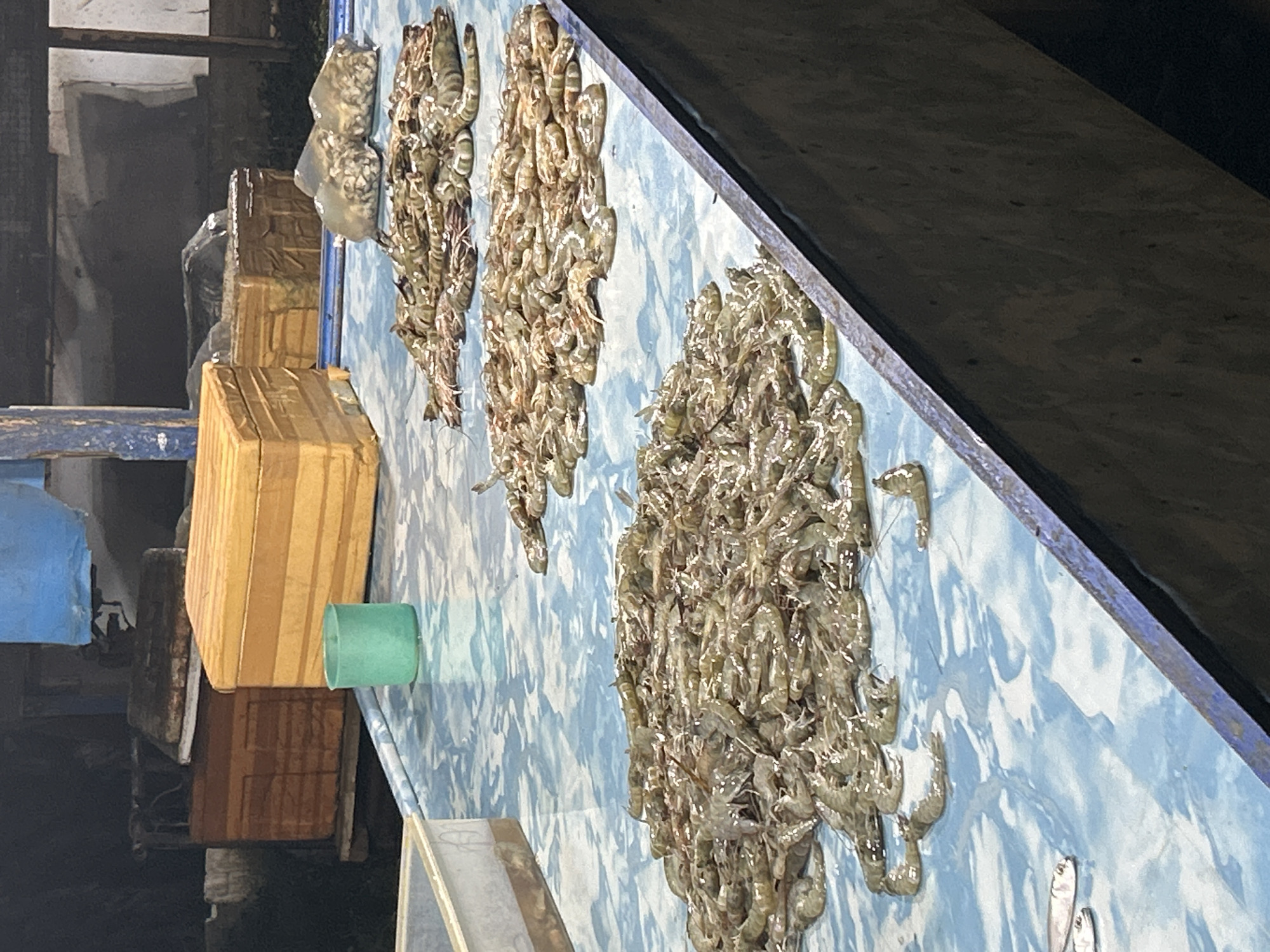 The image depicts a static, dimly lit scene in Lhokseumawe, Indonesia, consistent with a seafood market or processing area. The primary subject is a large, blue-patterned table covered with various raw seafood items. Several distinct piles of unshelled shrimp, appearing fresh with greyish-brown and striped coloration, are spread across the table. A smaller cluster of silver-colored fish is visible in the bottom-left foreground.
To the left, a white rectangular container, partially filled with liquid, sits on the table. A single green plastic cup is positioned centrally on the table. In the mid-ground, two clear plastic bags containing additional shrimp or small seafood are present. The background features multiple large, rectangular boxes, including a prominent yellow-orange insulated box with horizontal ridges, and several brown boxes, indicating storage or transport containers. Structural elements like dark posts and indistinct walls are visible against the dark background. No individuals are present in the frame, and no direct actions or interactions are occurring. The scene conveys a functional environment focused on the handling and display of fresh seafood.
