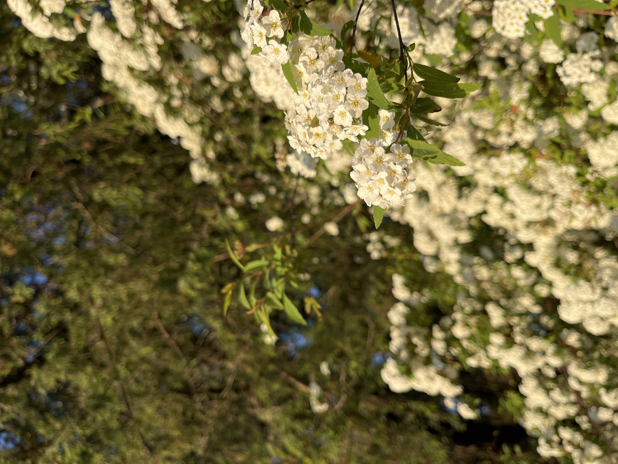 The image shows a cluster of white flowers with green leaves on a branch, possibly a spirea bush, against a backdrop of blurred green foliage and other white flowers. The light is bright, suggesting it might be daytime, and the focus is mainly on the cluster of flowers in the foreground. The composition appears to be taken from a low angle, looking upwards. It is difficult to determine the exact location within Vila Real, Portugal, without additional context or specific landmarks.