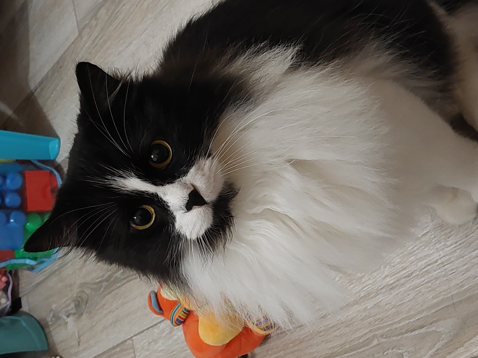 A black and white fluffy cat is sitting on a wooden floor. The cat has large yellow eyes and a white ruff around its neck. In the background, there are some toys and a turquoise bucket. There is no information about the location in Plovdiv, Bulgaria.