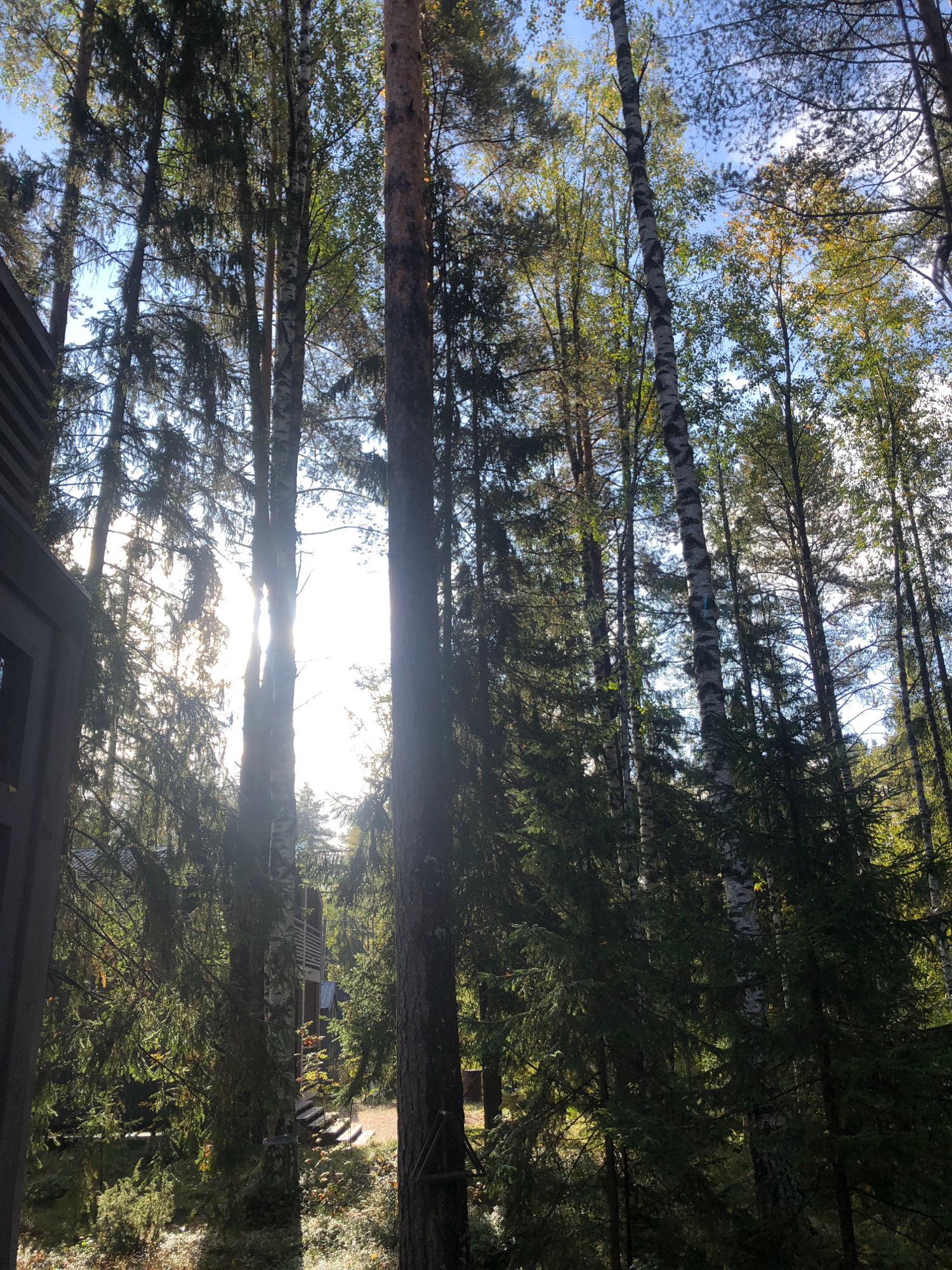 The image depicts a dense forest with tall trees, primarily pines and birches, under a bright, sunny sky. Sunlight filters through the branches, creating a dappled effect. The foreground shows the side of a dark-colored building or structure, possibly a house or cabin, with horizontal siding. A wooden staircase leads upwards through the trees, disappearing into the foliage. Some undergrowth and fallen leaves are visible on the forest floor. The overall impression is a natural, serene outdoor setting. There are no people or animals visible in the image. The image does not contain any information that would allow for the identification of a specific location within the city of Arfa, Russia.