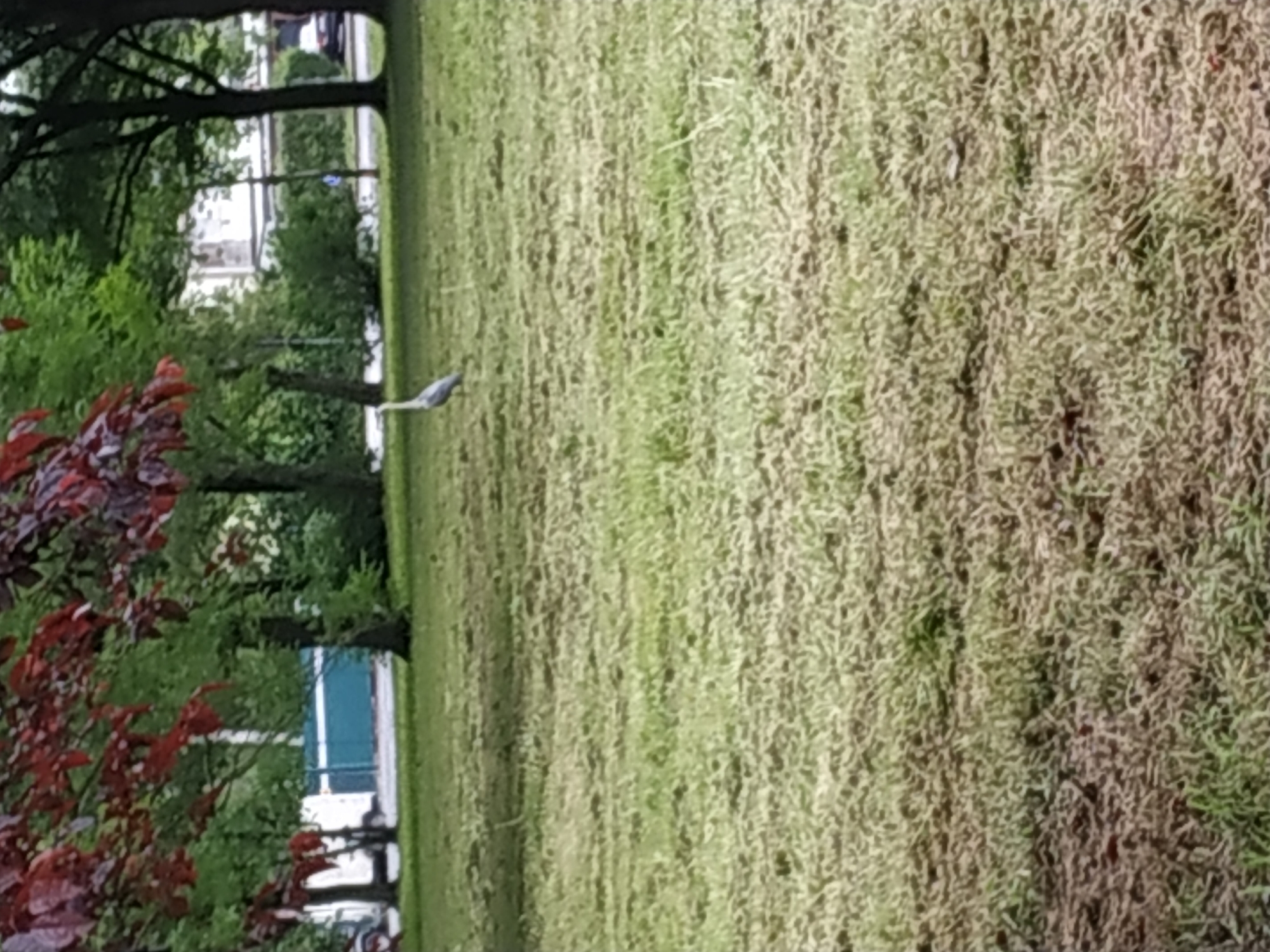A grey heron flies over a lawn in Dortmund, Germany. Trees and shrubs surround the lawn. A building is visible through the trees. The grass appears recently mowed.