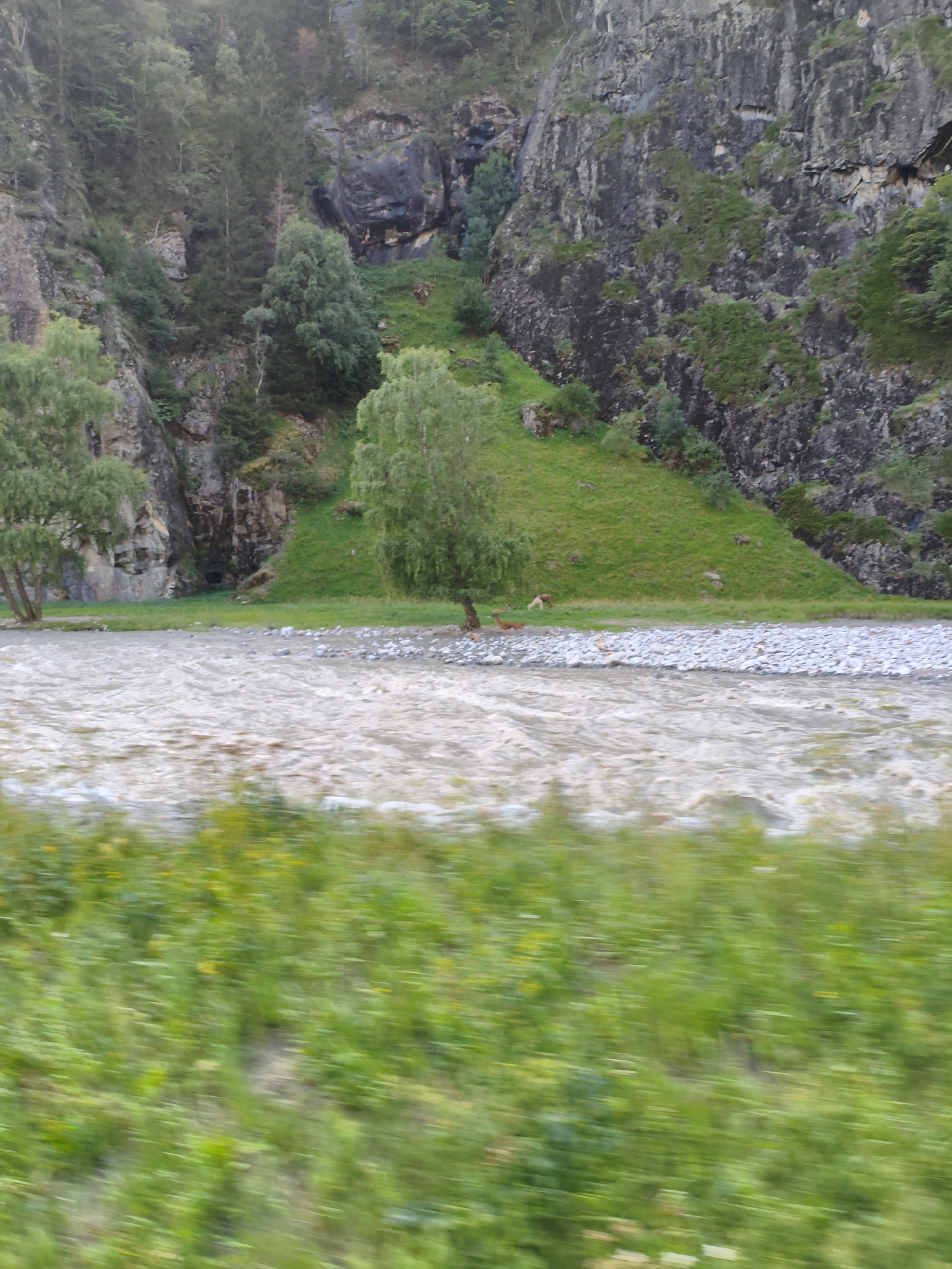 This image depicts a natural scene, likely in or near Tumpen, Austria. In the foreground, a blurred green field with some yellow flowers suggests motion. The middle ground features a river with rocky shores and visible ripples, indicating flow. Behind the river, a grassy slope rises towards a steep, rocky cliff face covered in patches of green vegetation. Several trees are scattered on the slope and along the riverbank. Two deer are visible on the grassy slope near the river. The overall environment is mountainous and appears to be a natural landscape.