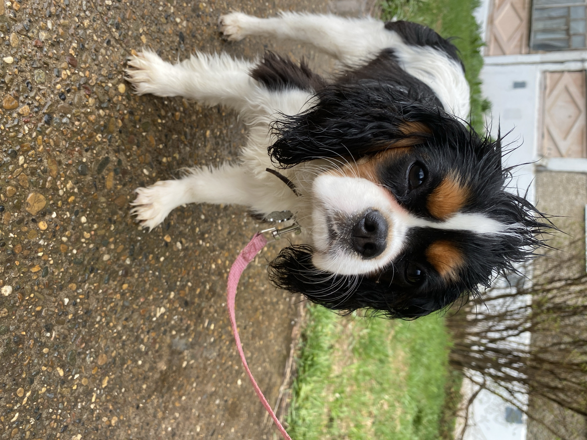 A Cavalier King Charles Spaniel with black, white, and tan fur is lying on a concrete surface with a pink leash attached to its collar. The dog is looking up at the camera. To the right of the dog, there is green grass and a tree with bare branches. Further back is a white building with a diamond pattern on its doors. The location appears to be outdoors, potentially in a yard or on a sidewalk. The specific city and state are unknown.