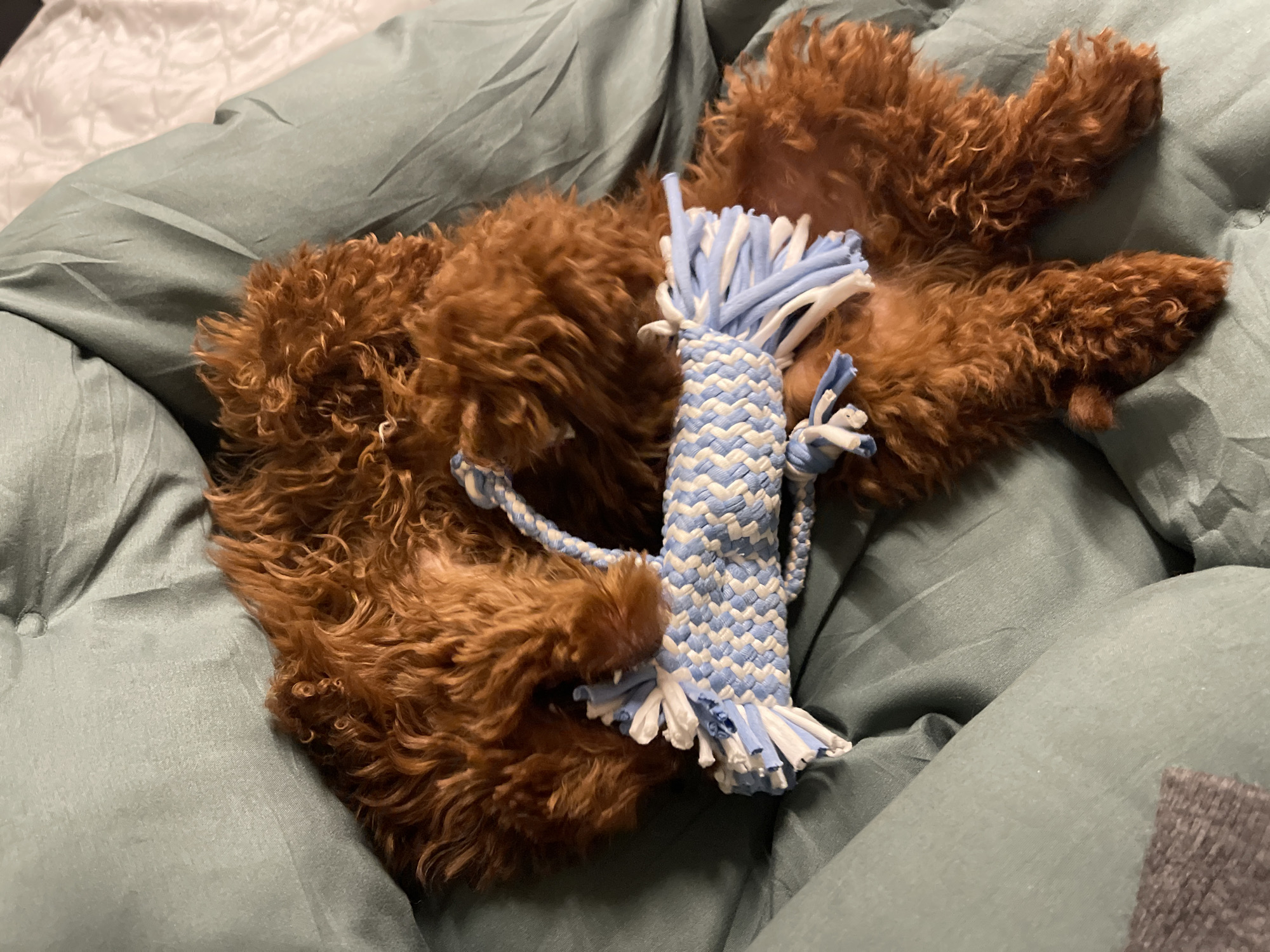 A reddish-brown, curly-haired dog is observed resting on a teal-colored fabric surface, consistent with bedding, in Sofia, Bulgaria. The dog is positioned on its back or side, with its limbs slightly curled. A blue and white braided fabric dog toy, featuring tasseled ends, rests on the dog's torso, appearing to be held loosely by its front paws. The immediate environment consists of the teal fabric, with a portion of lighter, possibly cream-colored, textured fabric visible in the upper-right background. A dark grey fabric detail is present in the lower-left foreground. No human subjects are visible. The scene depicts a domestic setting.