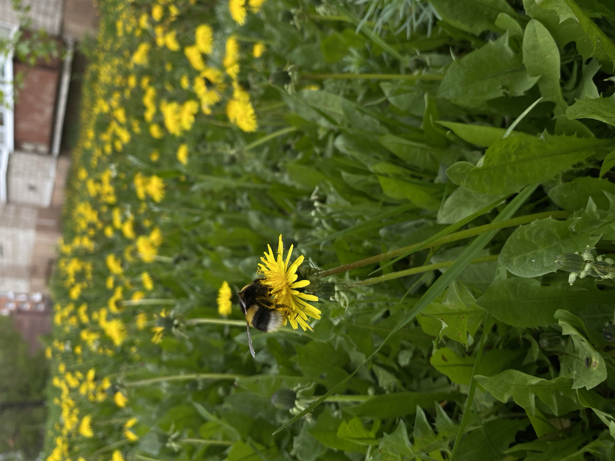 A close-up, ground-level shot depicts a bumblebee gathering nectar from a bright yellow dandelion flower in a field of dandelions and their jagged-edged leaves. In the background, blurred yellow dandelions extend towards a building with a dark window frame and a light-colored wall. The location is possibly Votkinsk, Russia, given the prompt's context.