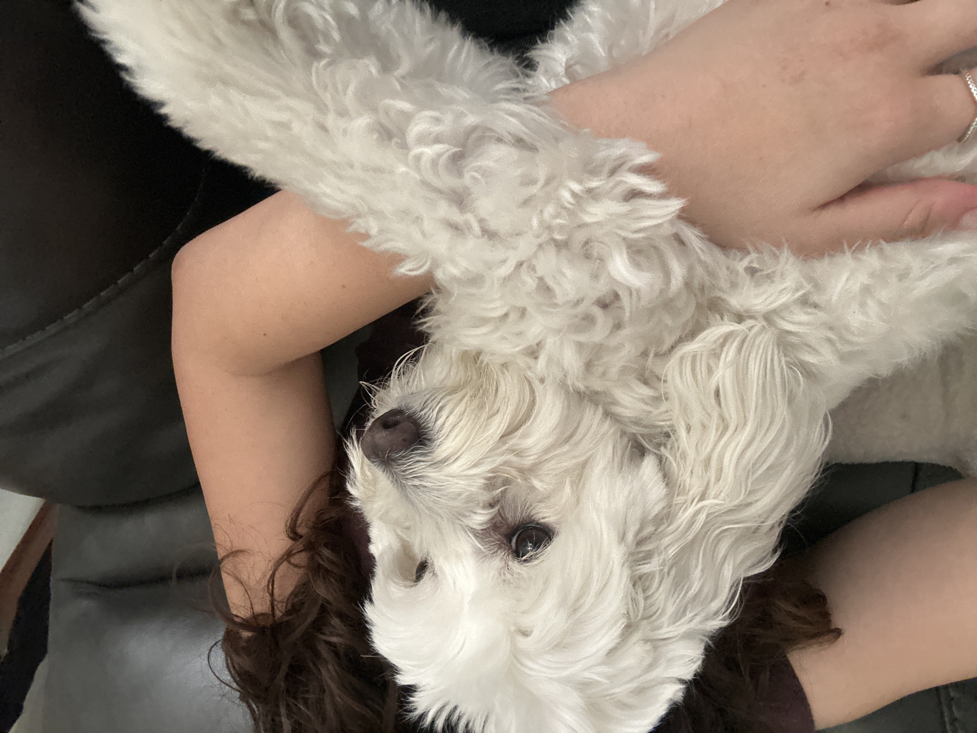 A close-up shot depicts a white, fluffy dog being held or lying on a person. The dog's face is visible, with dark eyes and a dark nose. A hand with a ring on a finger is visible near the dog. The person's brown hair is also visible. The background includes part of a dark couch. The location and city are not discernible from the image.