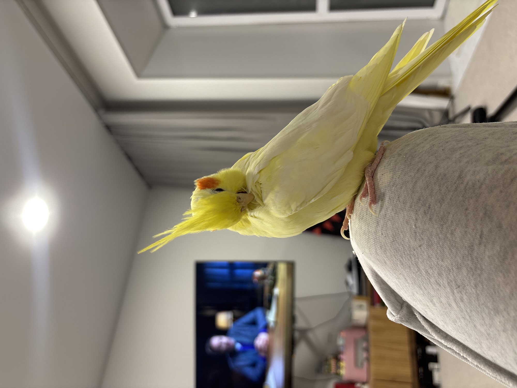 A yellow cockatiel with an orange cheek patch and yellow crest is perched on a gray, possibly sweatpants-clad leg. The bird has its head tucked into its feathers. The background shows a room interior with a television displaying a person in a blue suit. A lamp provides illumination in the upper left. The location is not possible to determine from the image.
