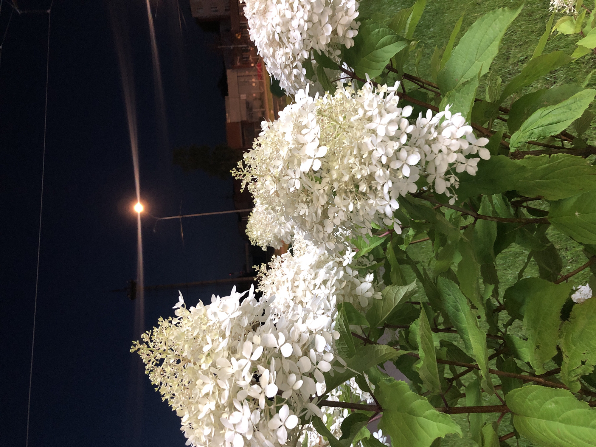A close-up shot shows white hydrangeas in bloom against a dark night sky. A streetlamp casts a warm glow on the scene, with faint light streaks suggesting movement or a long exposure. In the background, buildings and trees are visible, hinting at an urban setting. The hydrangeas, with their clusters of small white petals, are the primary focus, with lush green leaves providing a natural frame. The overall impression is one of tranquil beauty set against the backdrop of a city at night.